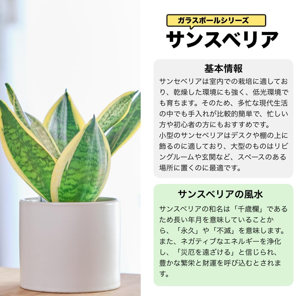 サンスベリア 3号陶器鉢 ハイドロカルチャー 高さ約30cm ブラック