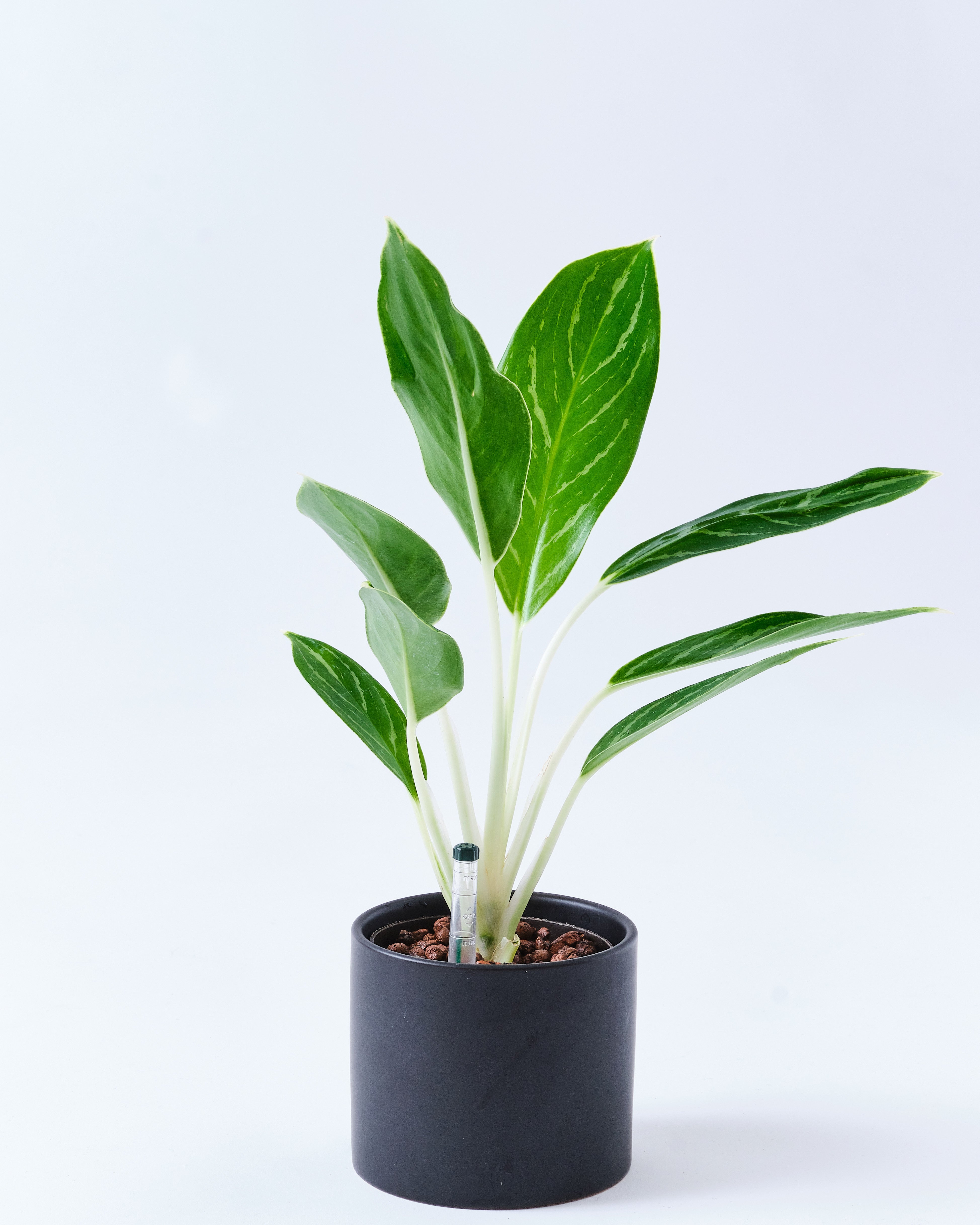 アグラオネマのブラック3号陶器鉢