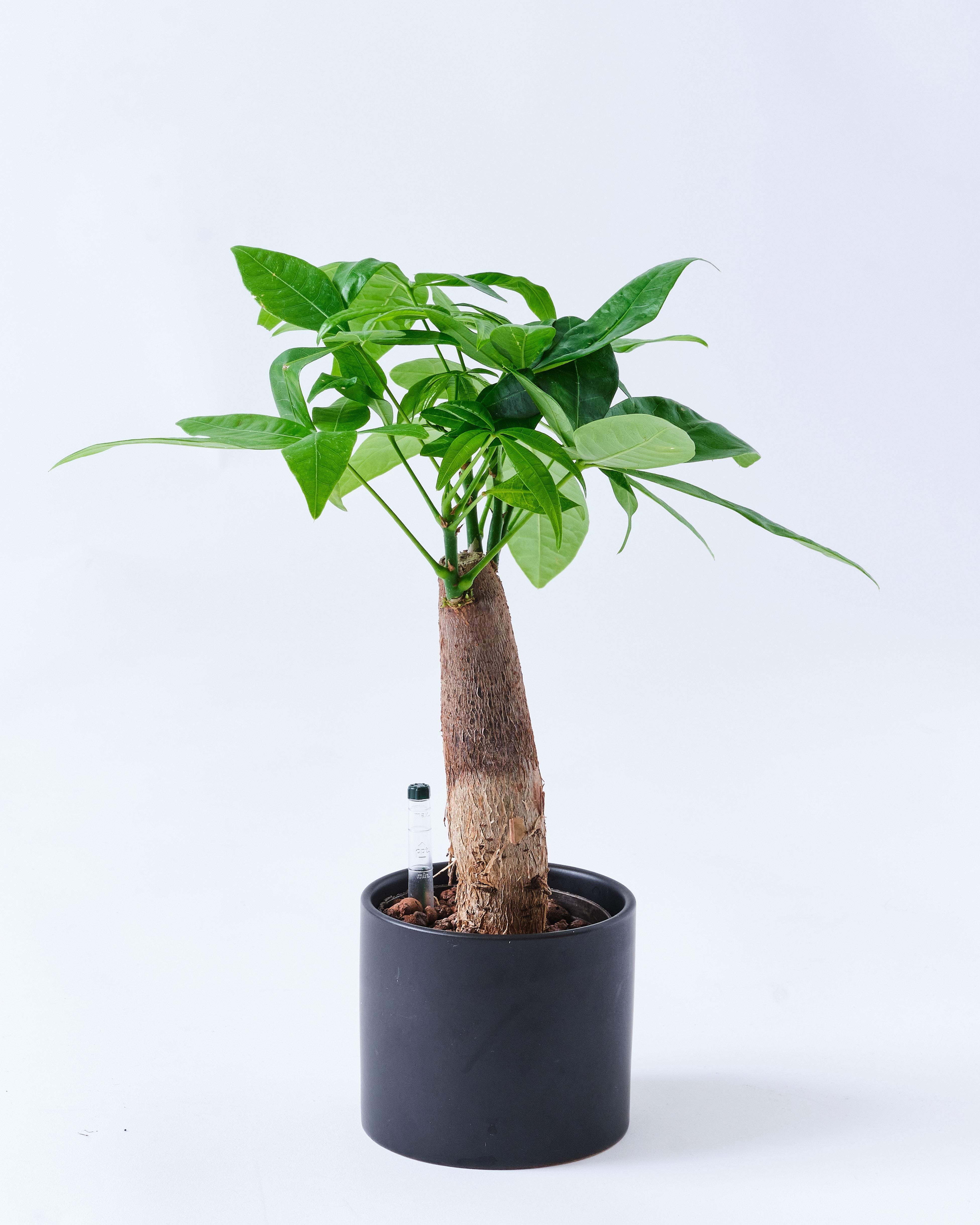 パキラのブラック3号陶器鉢