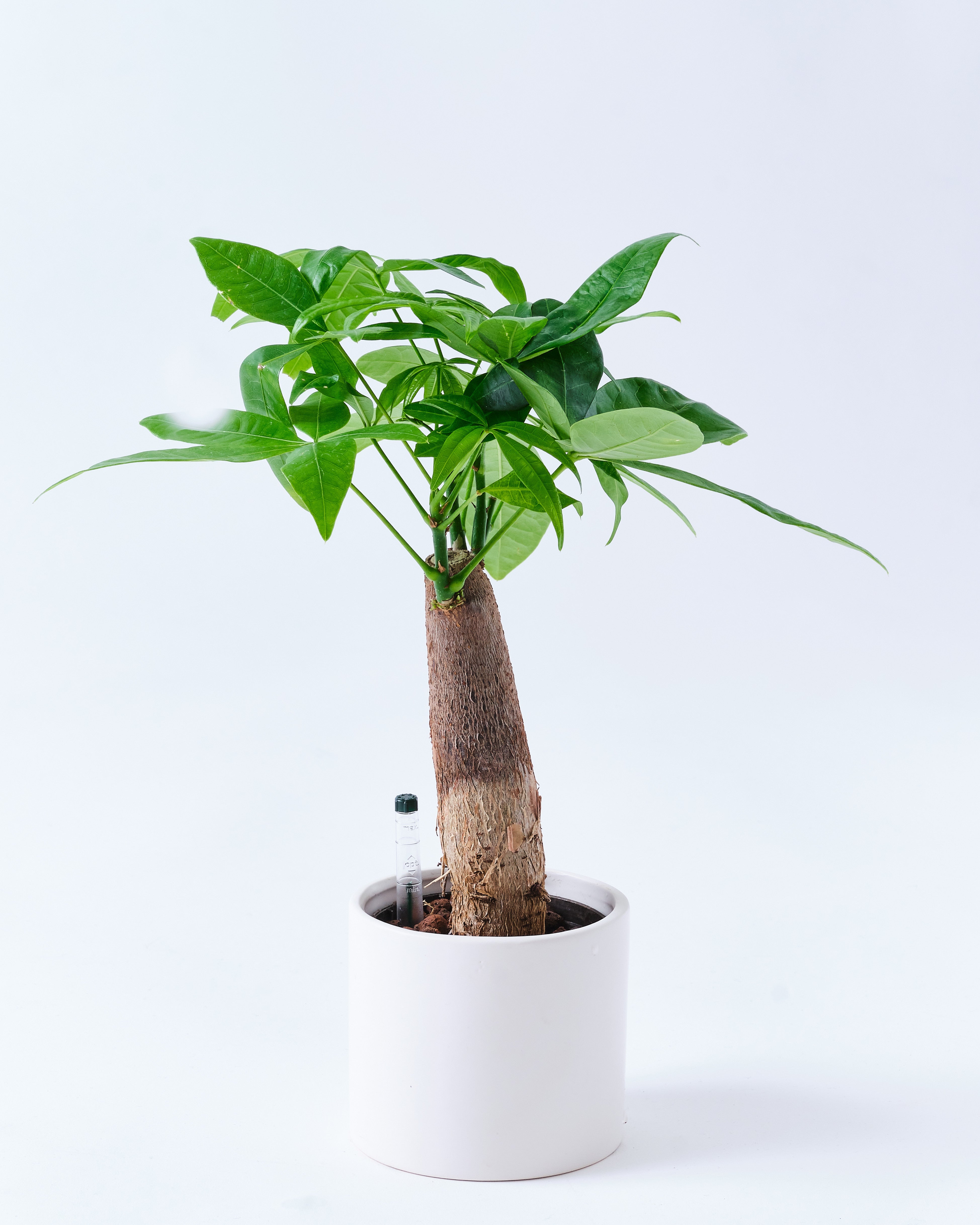 パキラのホワイト3号陶器鉢