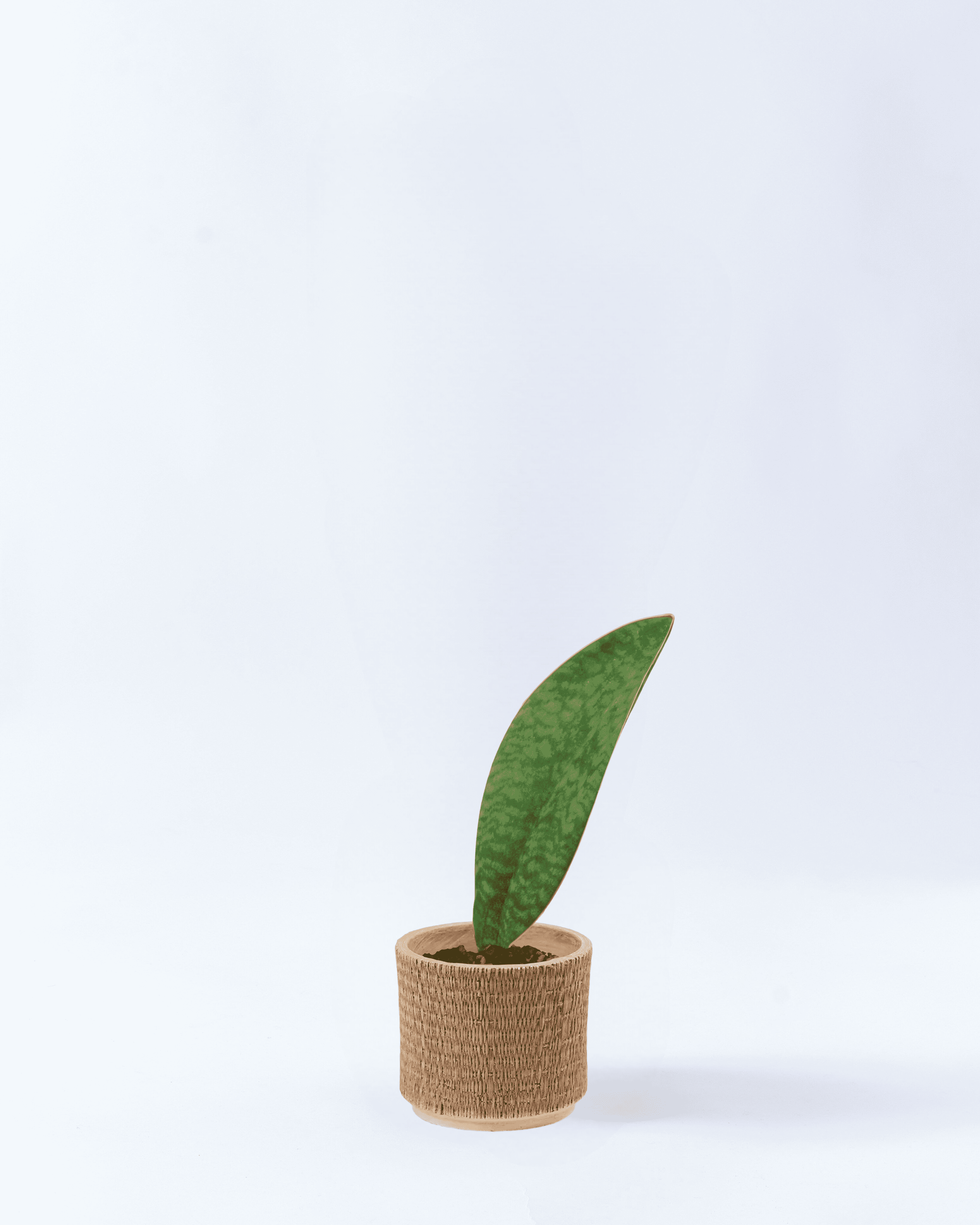 3号鉢のサンスベリアマッソニアーナ-ウッド