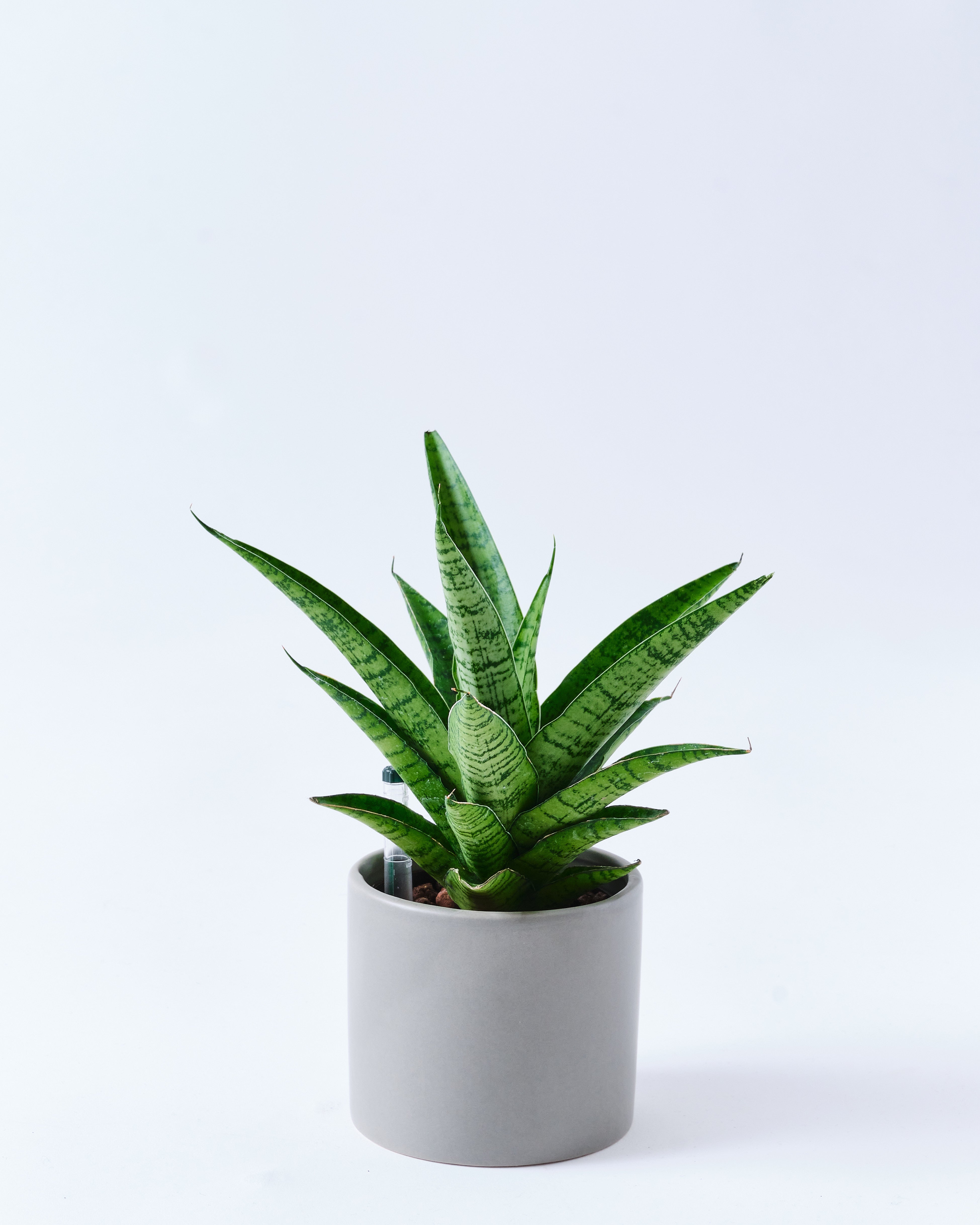 サンスベリア・パゴダのグレー3号陶器鉢