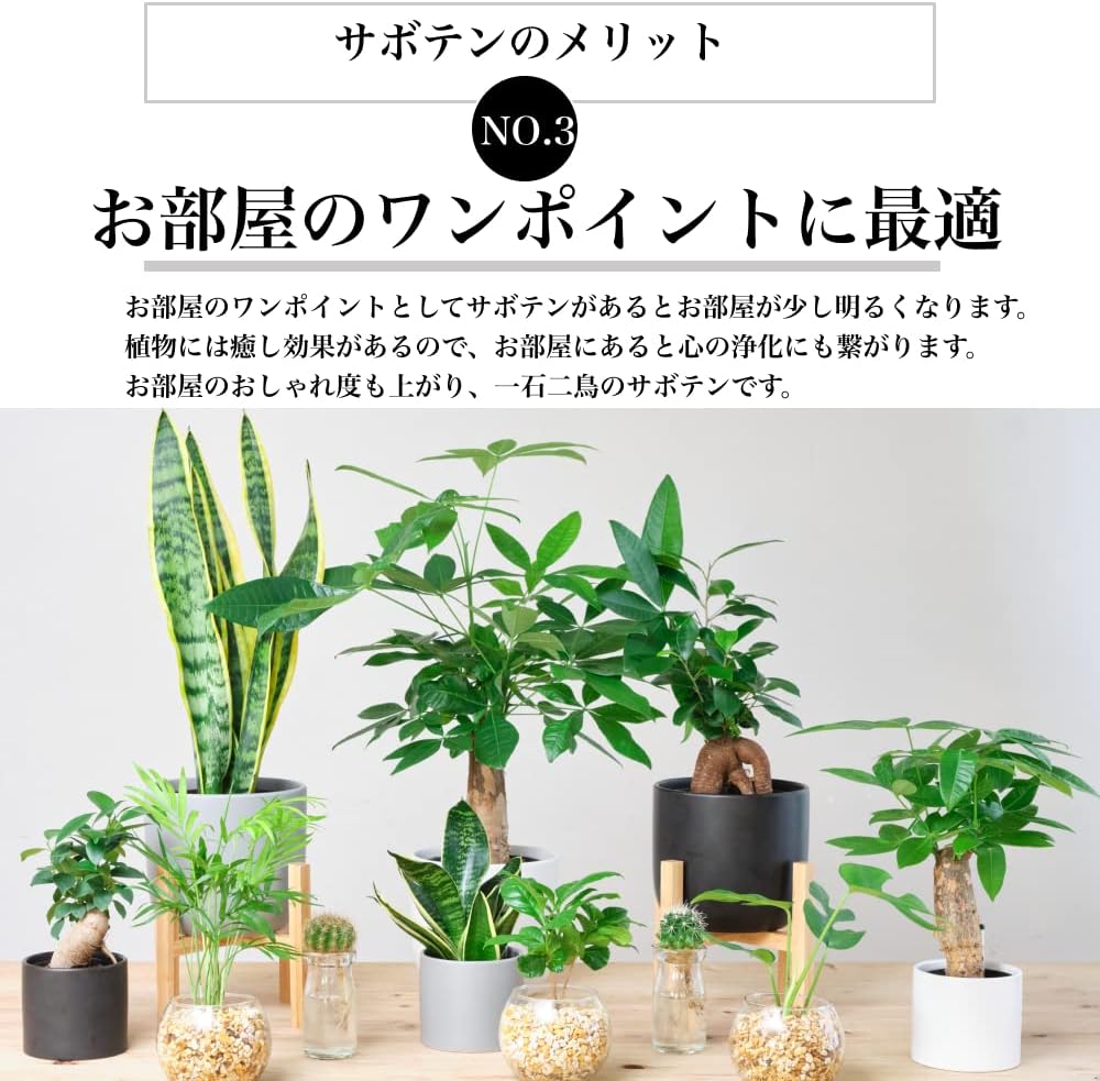 金鯱 キンシャチ 水耕栽培 サボテン