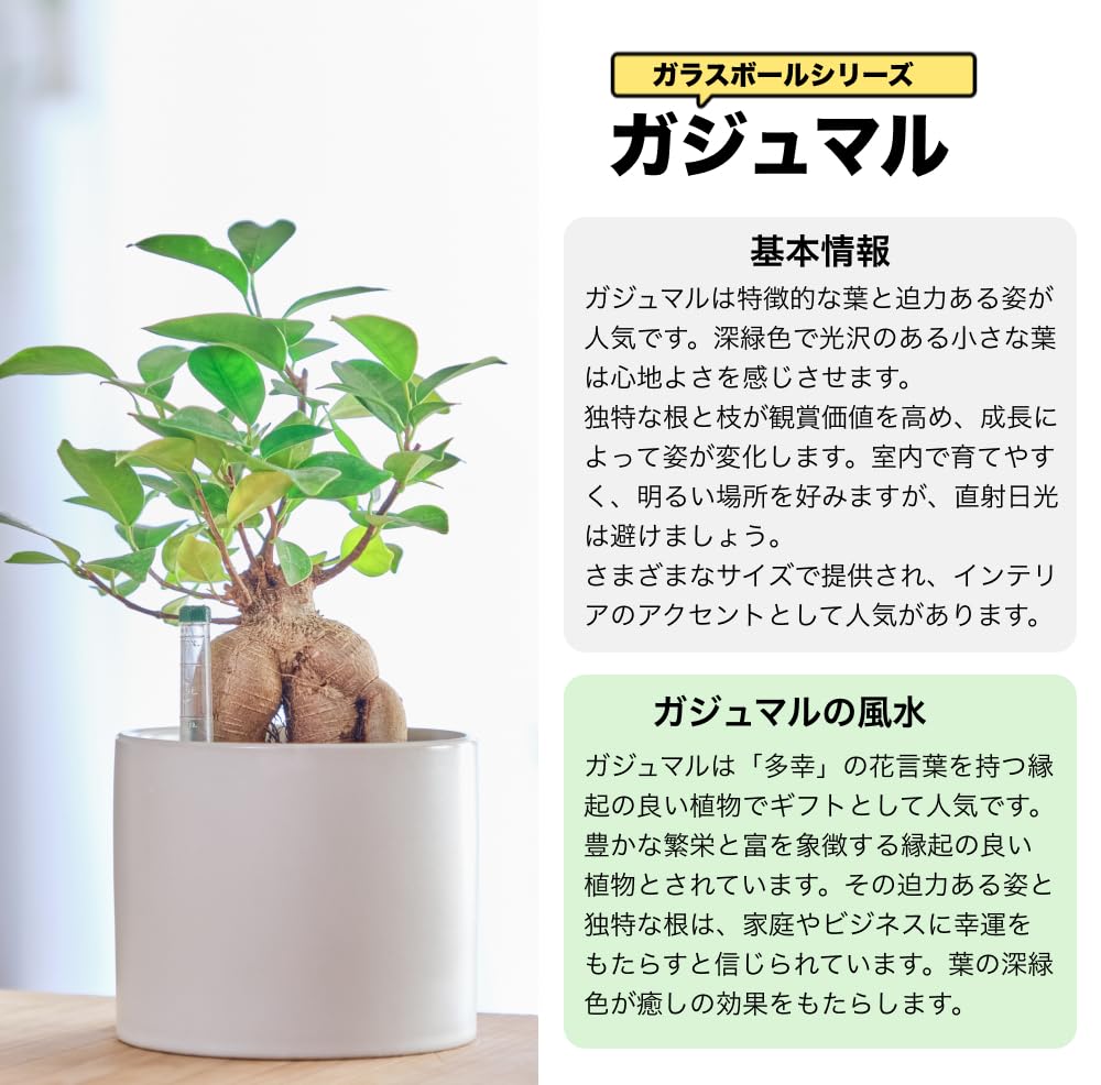 ガジュマル 3号陶器鉢 ハイドロカルチャー 高さ約25cm ブラック