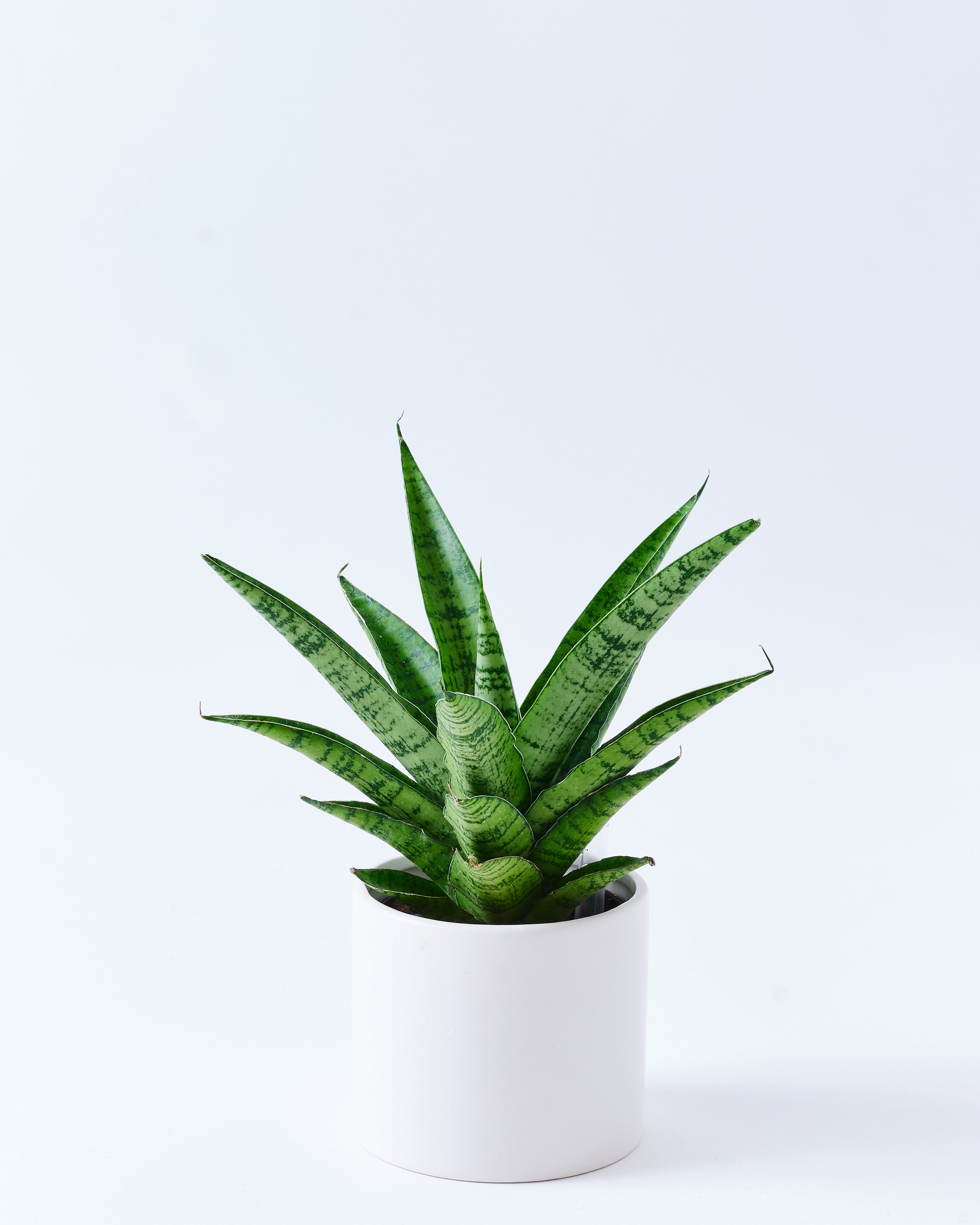 サンスベリア・パゴダのホワイト3号陶器鉢