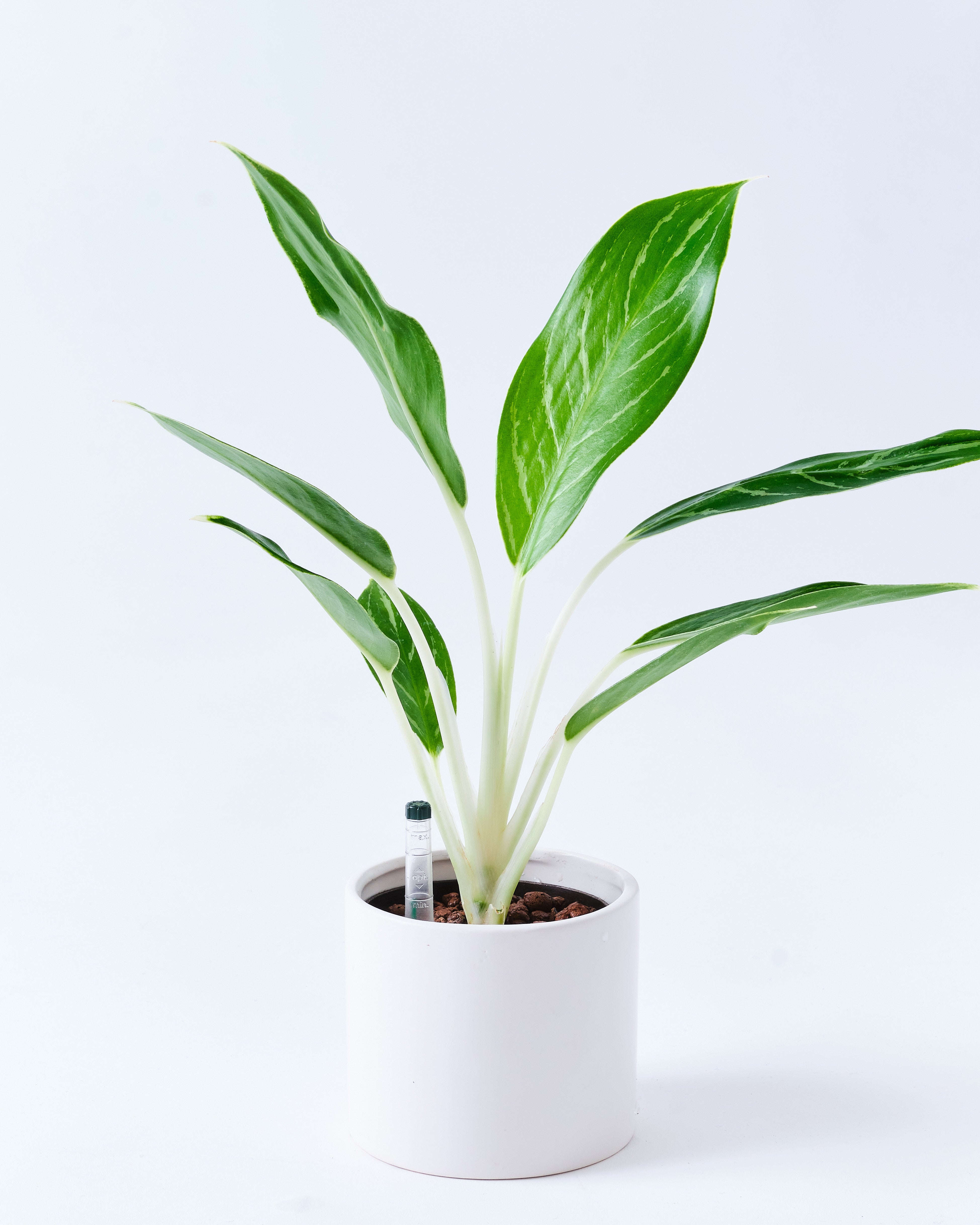 アグラオネマ 3号陶器鉢 ハイドロカルチャー 高さ約30cm