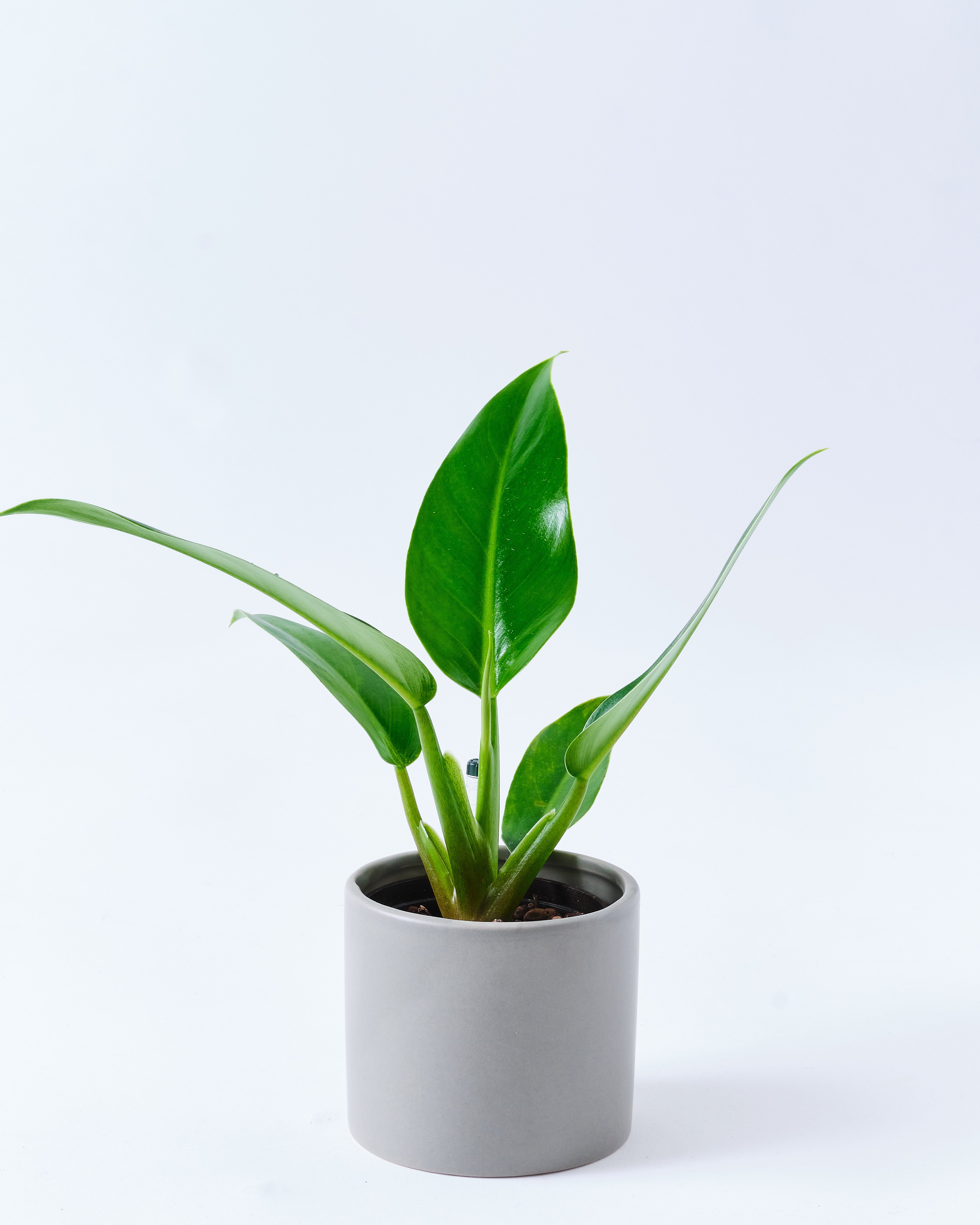 フィロデンドロンのグレー3号陶器鉢