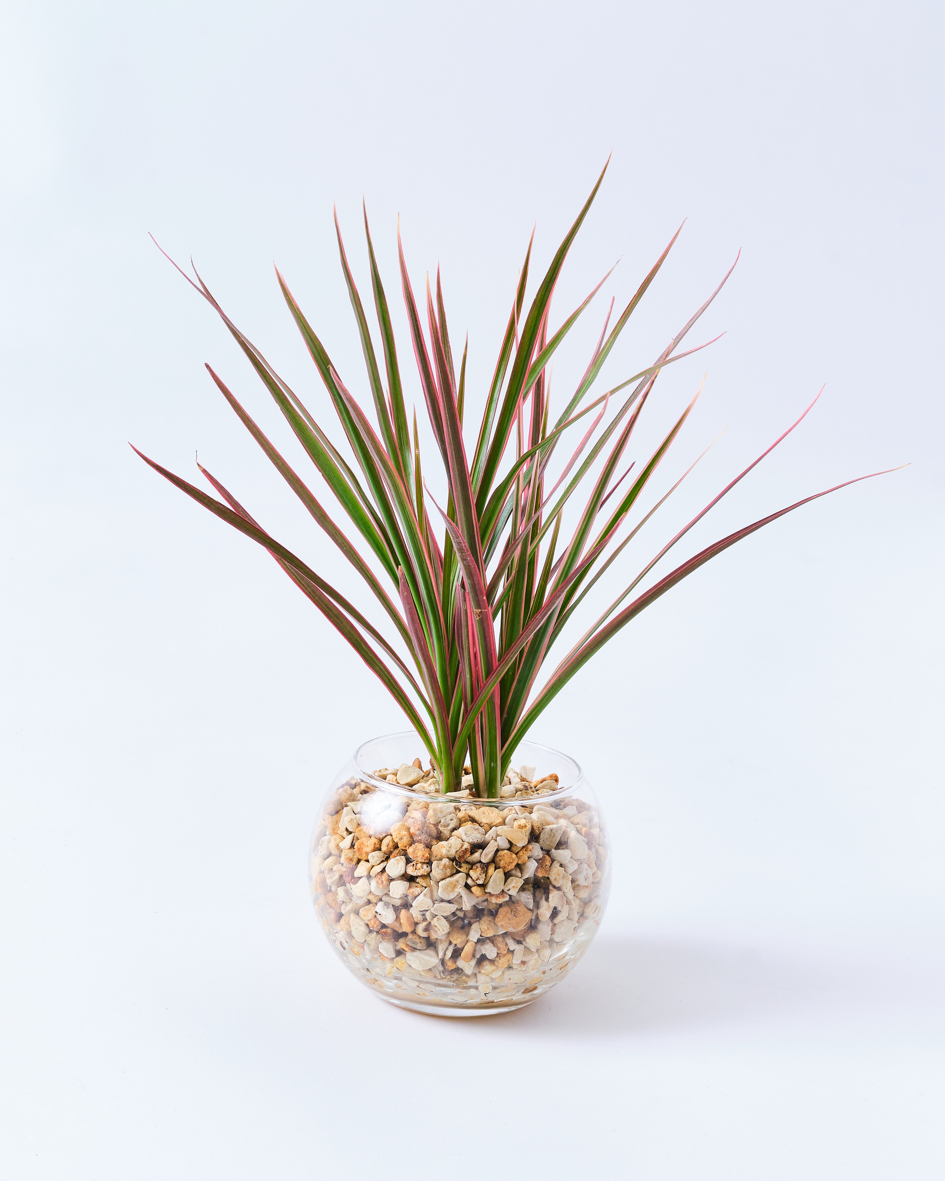 ガラスボールのドラセナ・コンシンネ