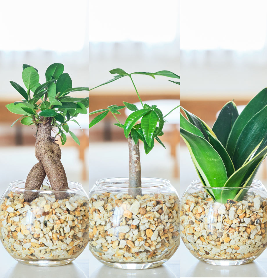 ガラスボールの育てるインテリア・選べる3点セット