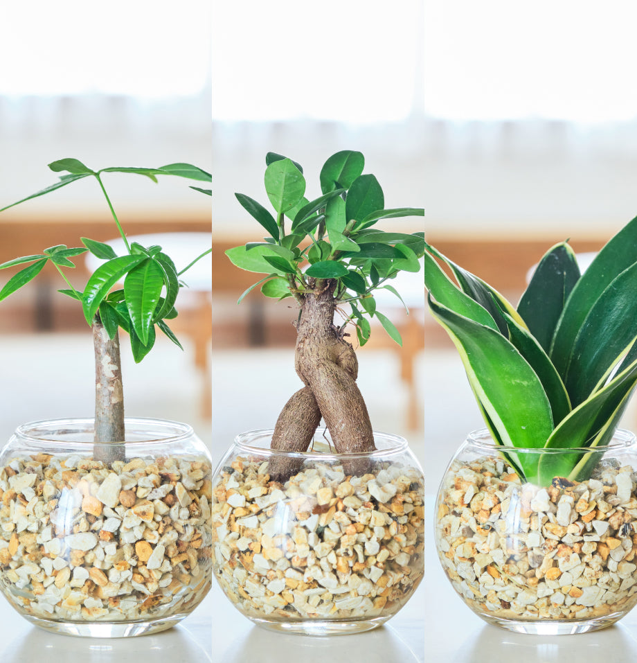 ガラスボールの育てるインテリア・選べる3点セット