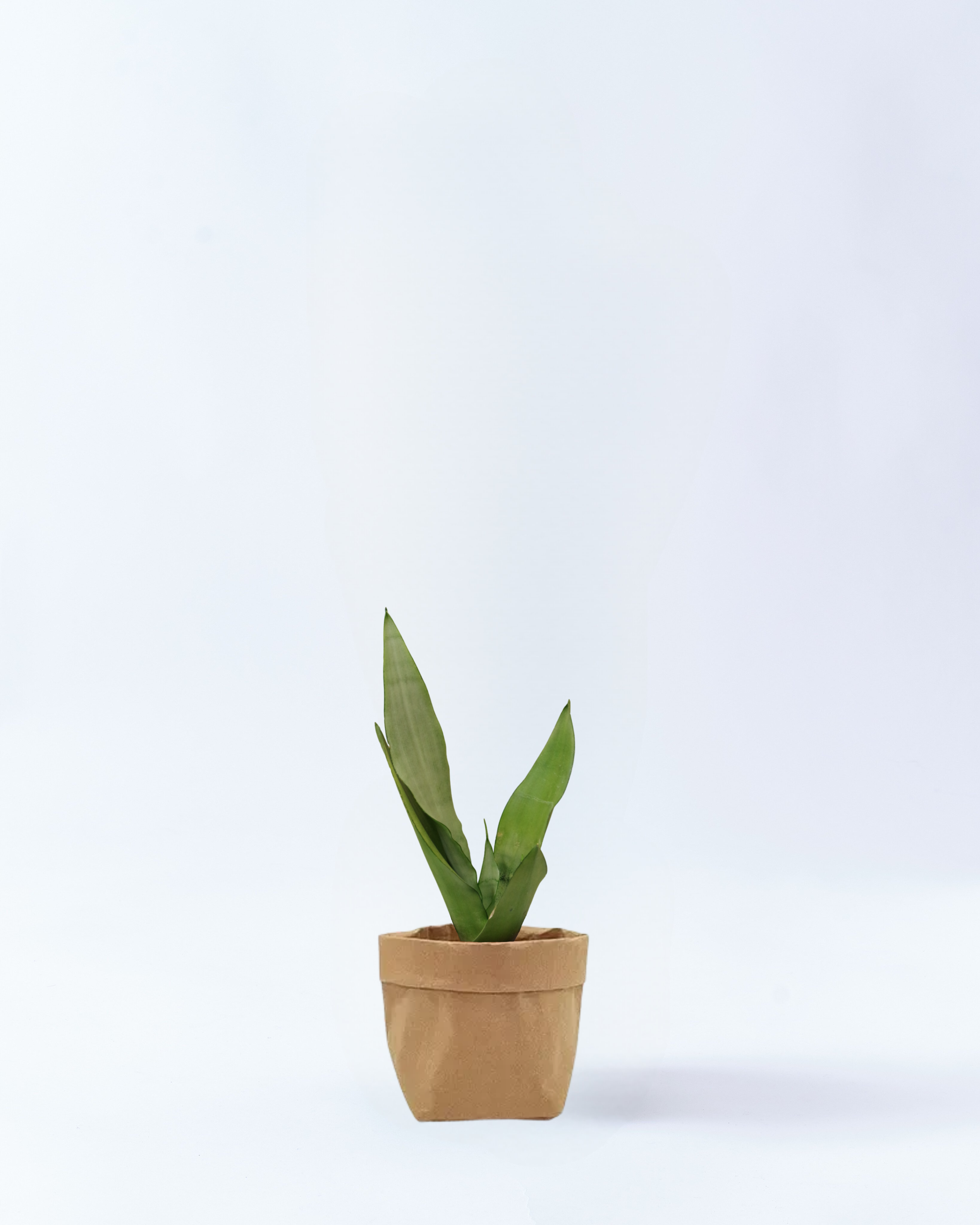 4号鉢-サンスベリアムーンシャイン-クラフト