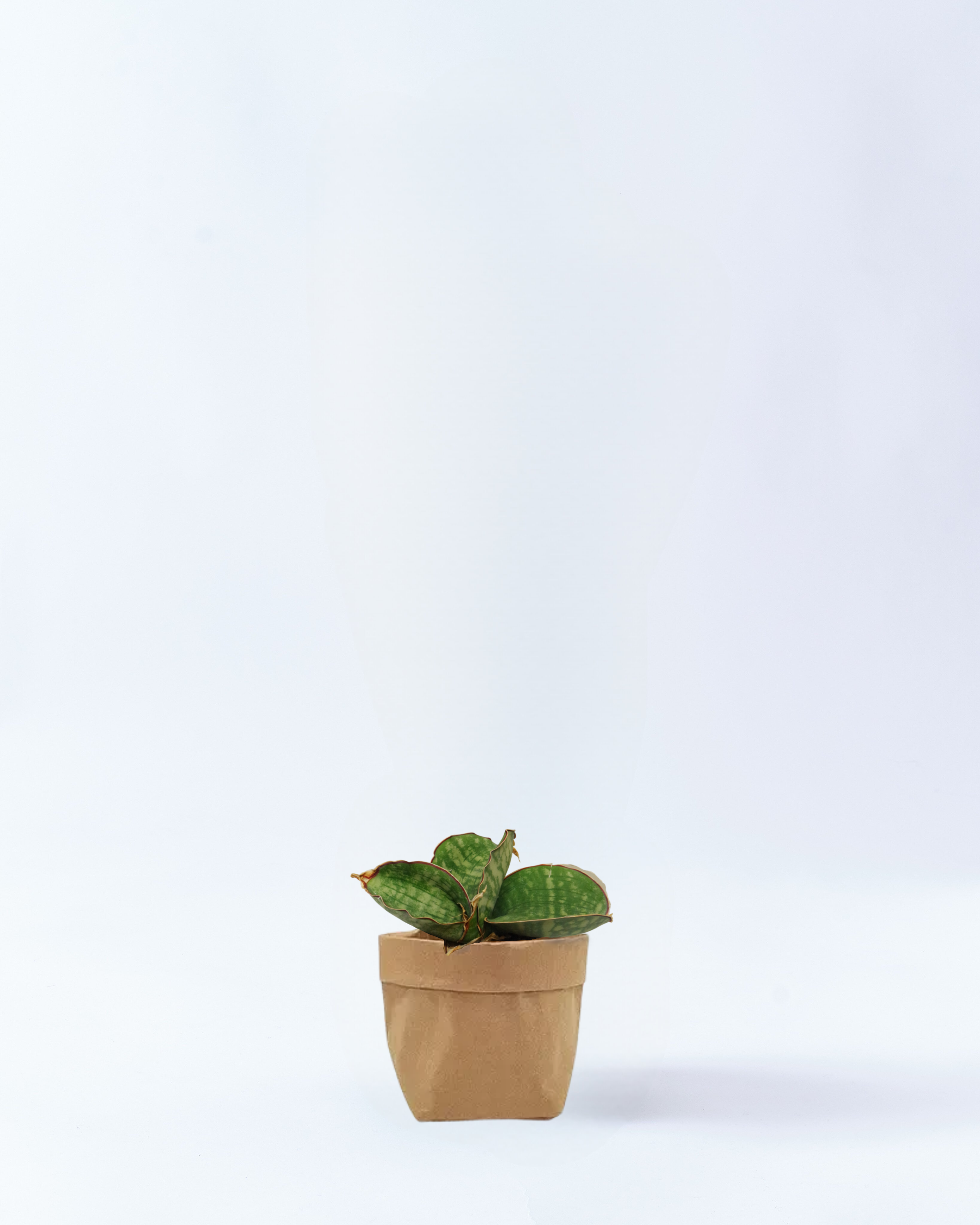 4号鉢-ドラゴンウィング-クラフト