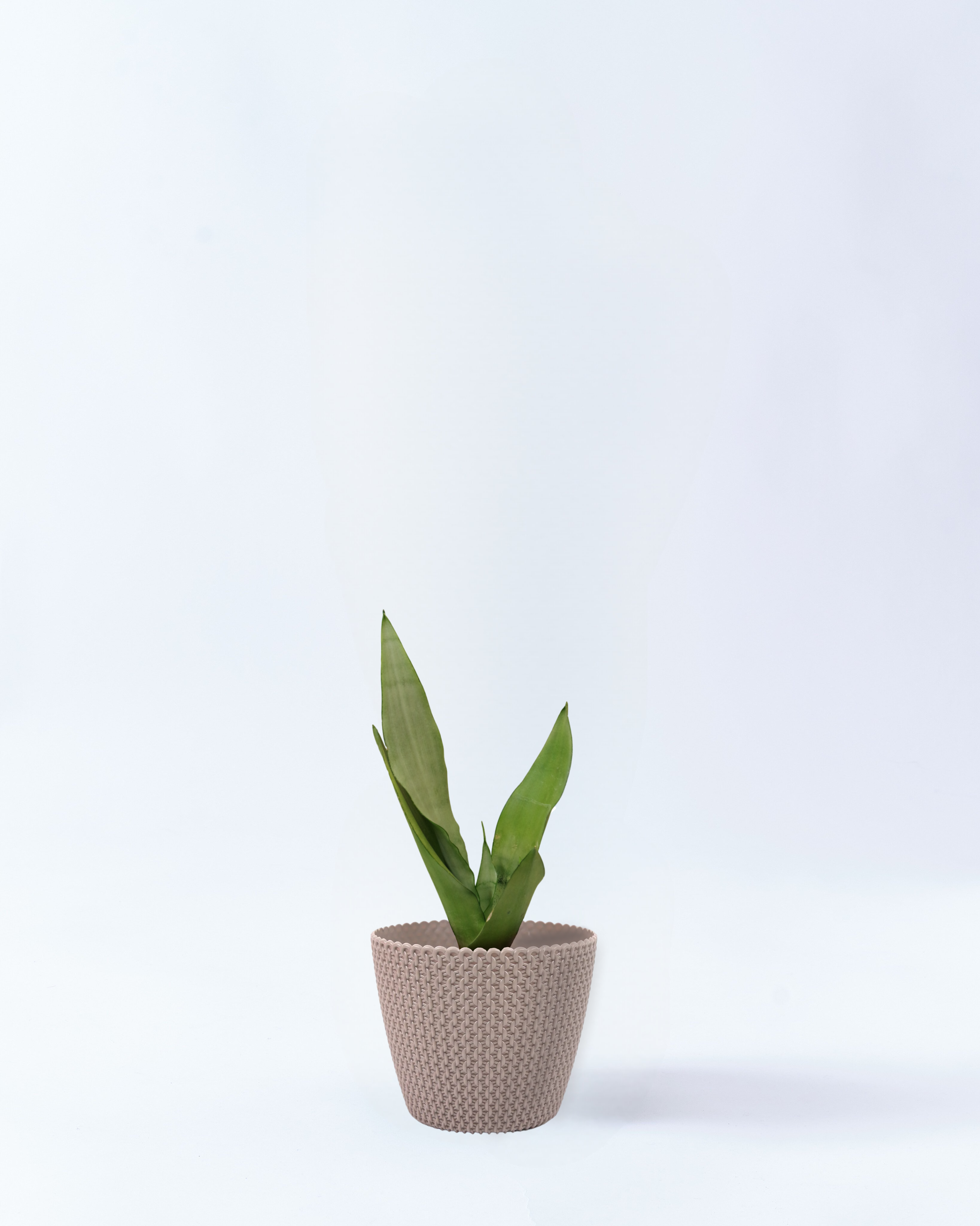 4号鉢のサンスベリア・ムンシャイン_beigewave