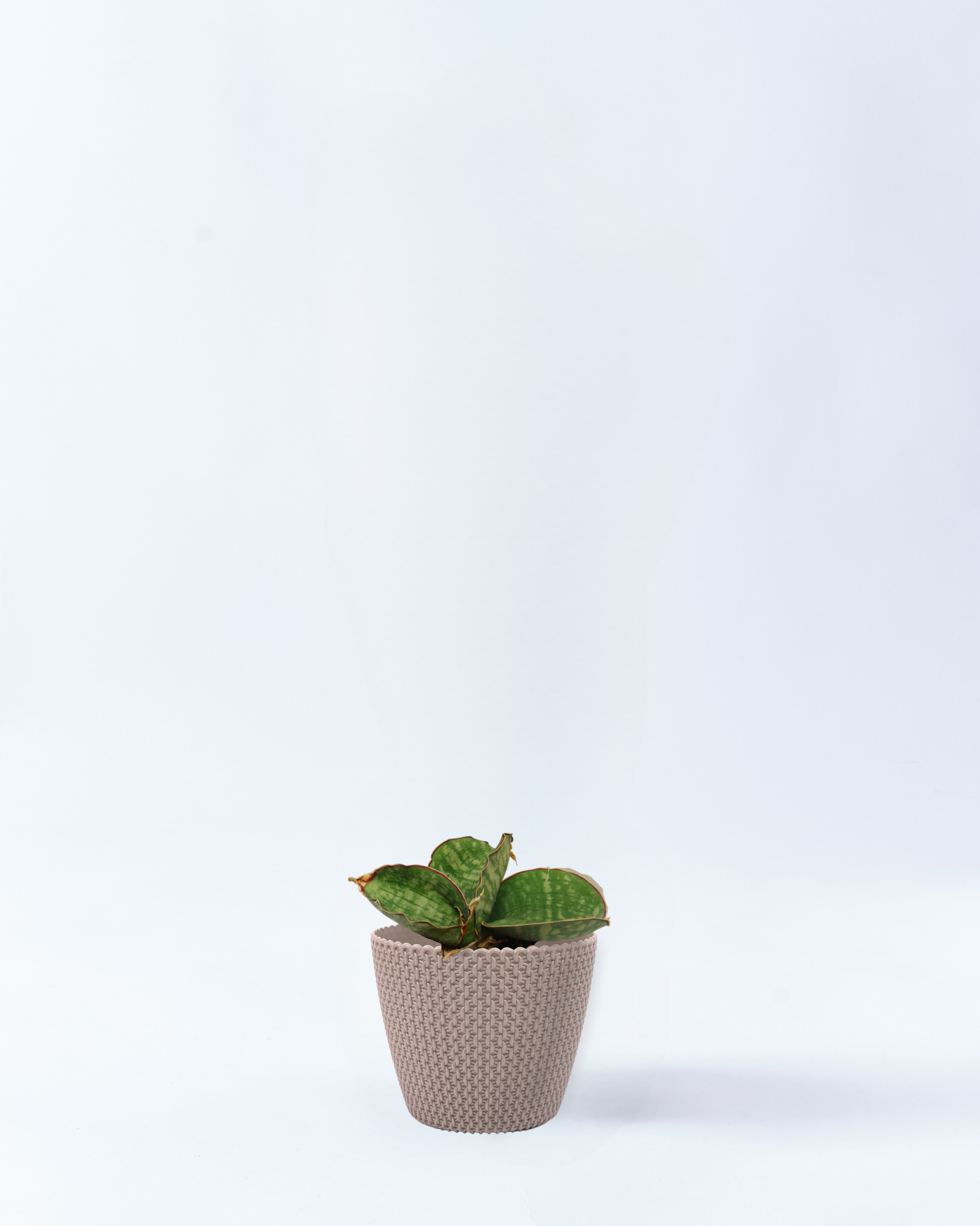 4号鉢のサンスベリア・ドラゴンウィング_beigewave