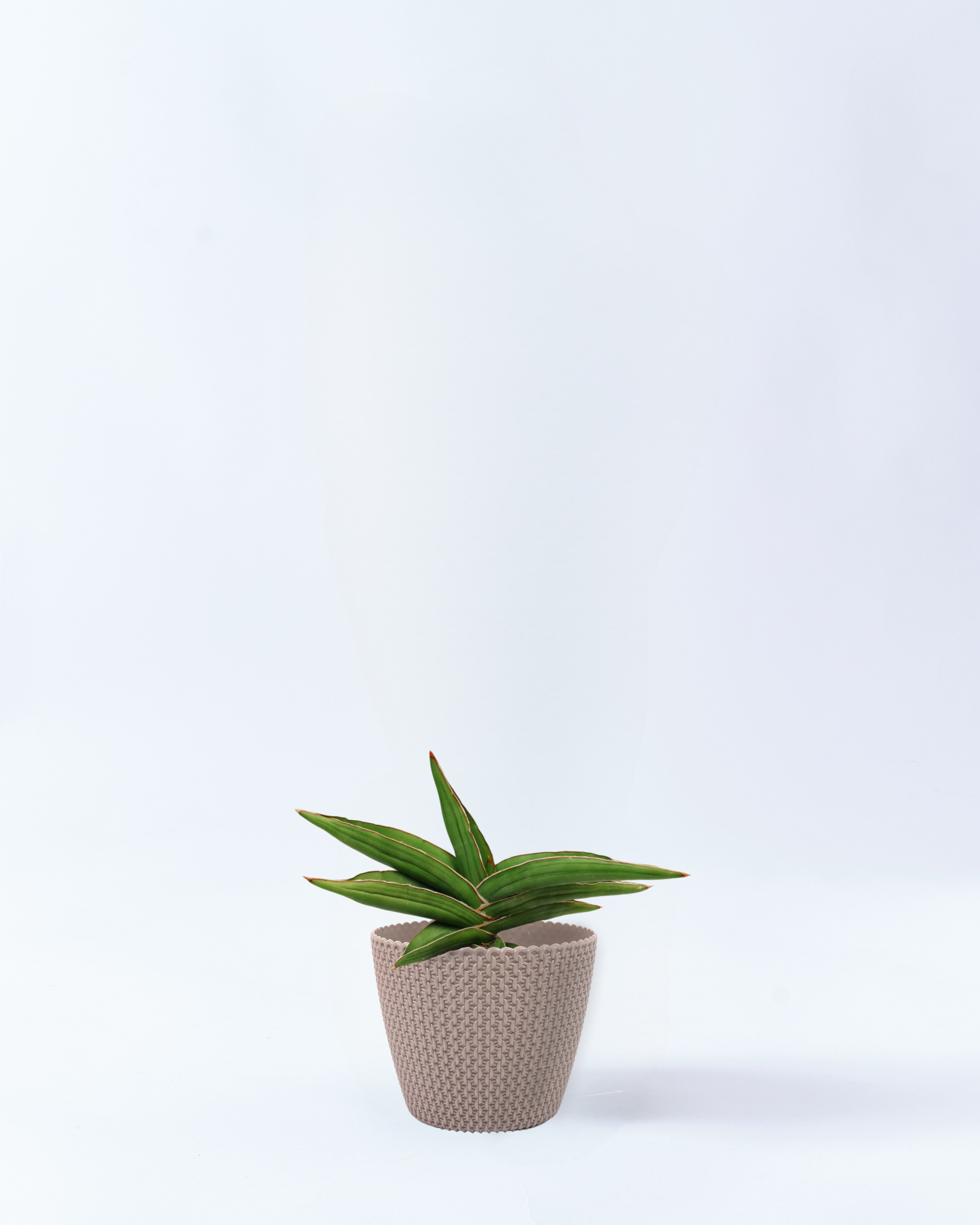 4号鉢のサンスベリア・サムライドワーフ_beigewave