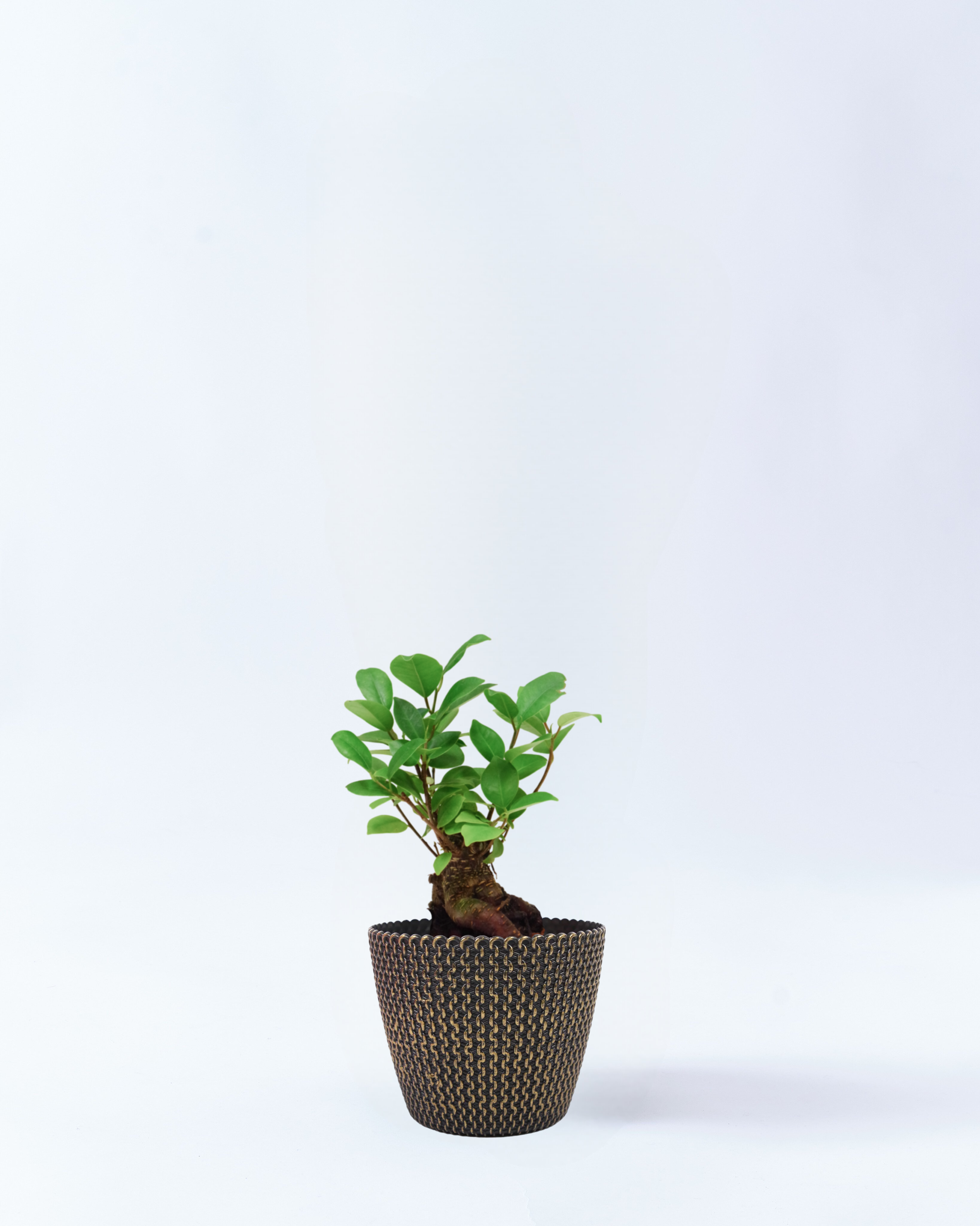 4号鉢のガジュマル_goldwave