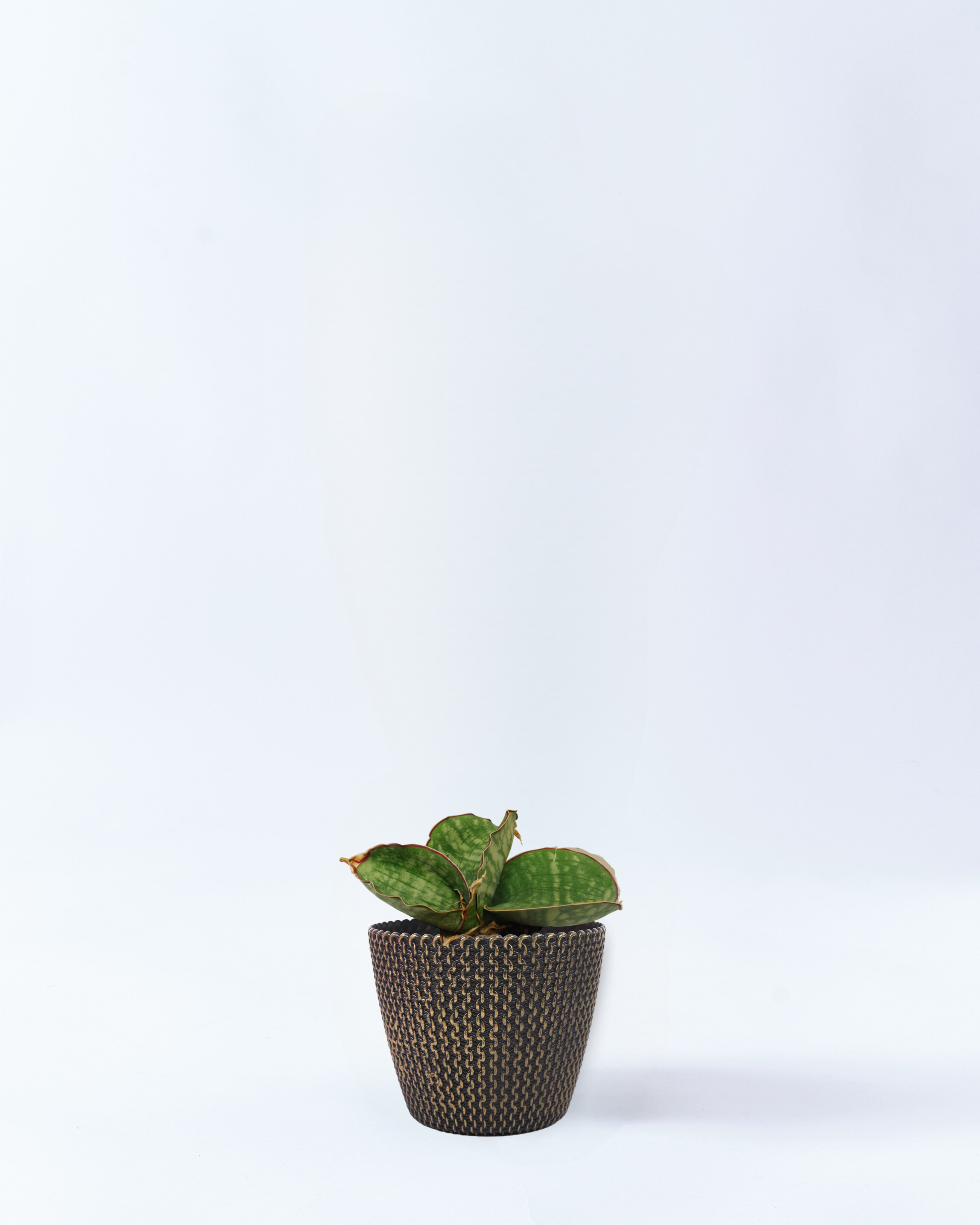 4号鉢のサンスベリア・ドラゴンウィング_goldwave