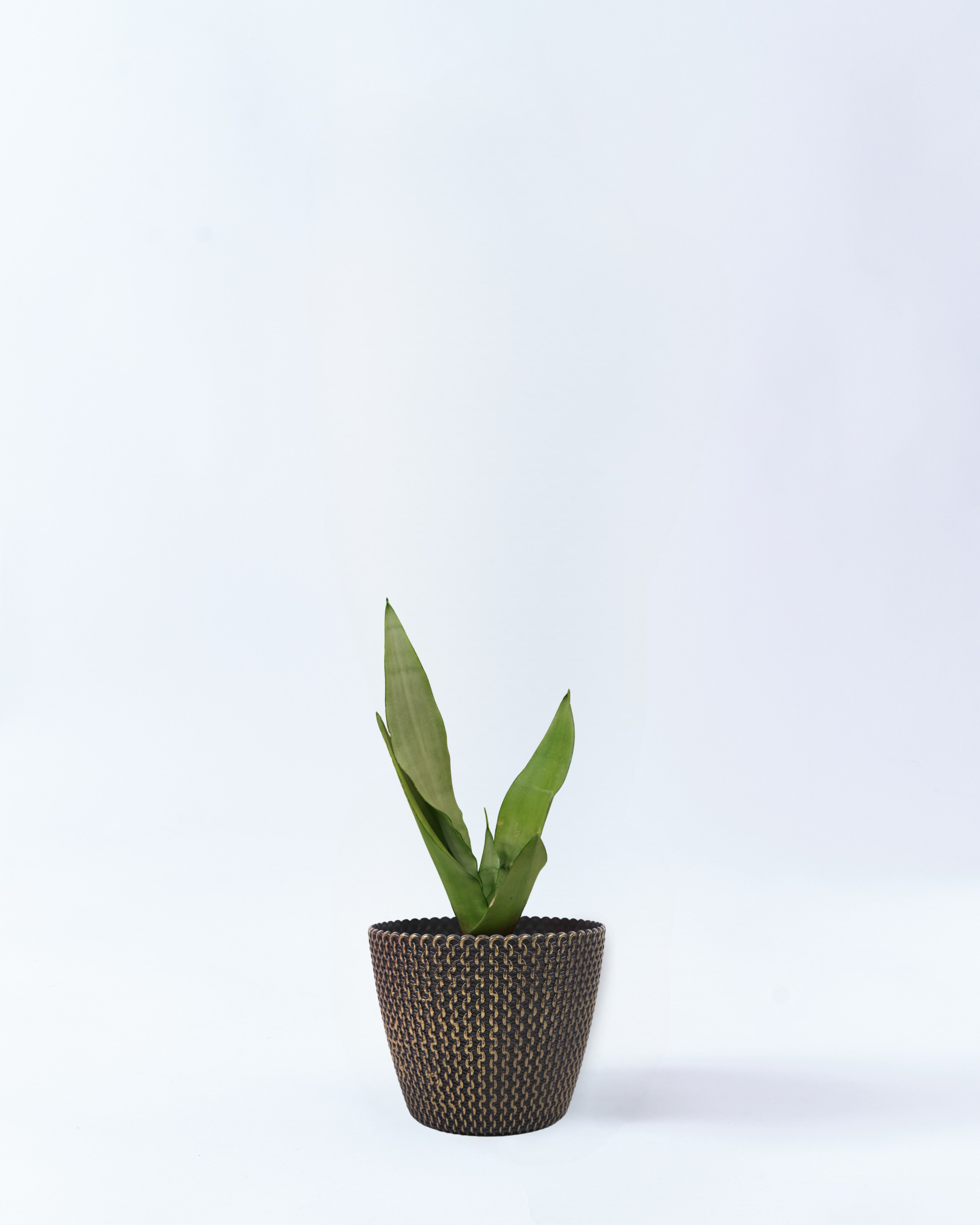 4号鉢のサンスベリア・ムンシャイン_goldwave