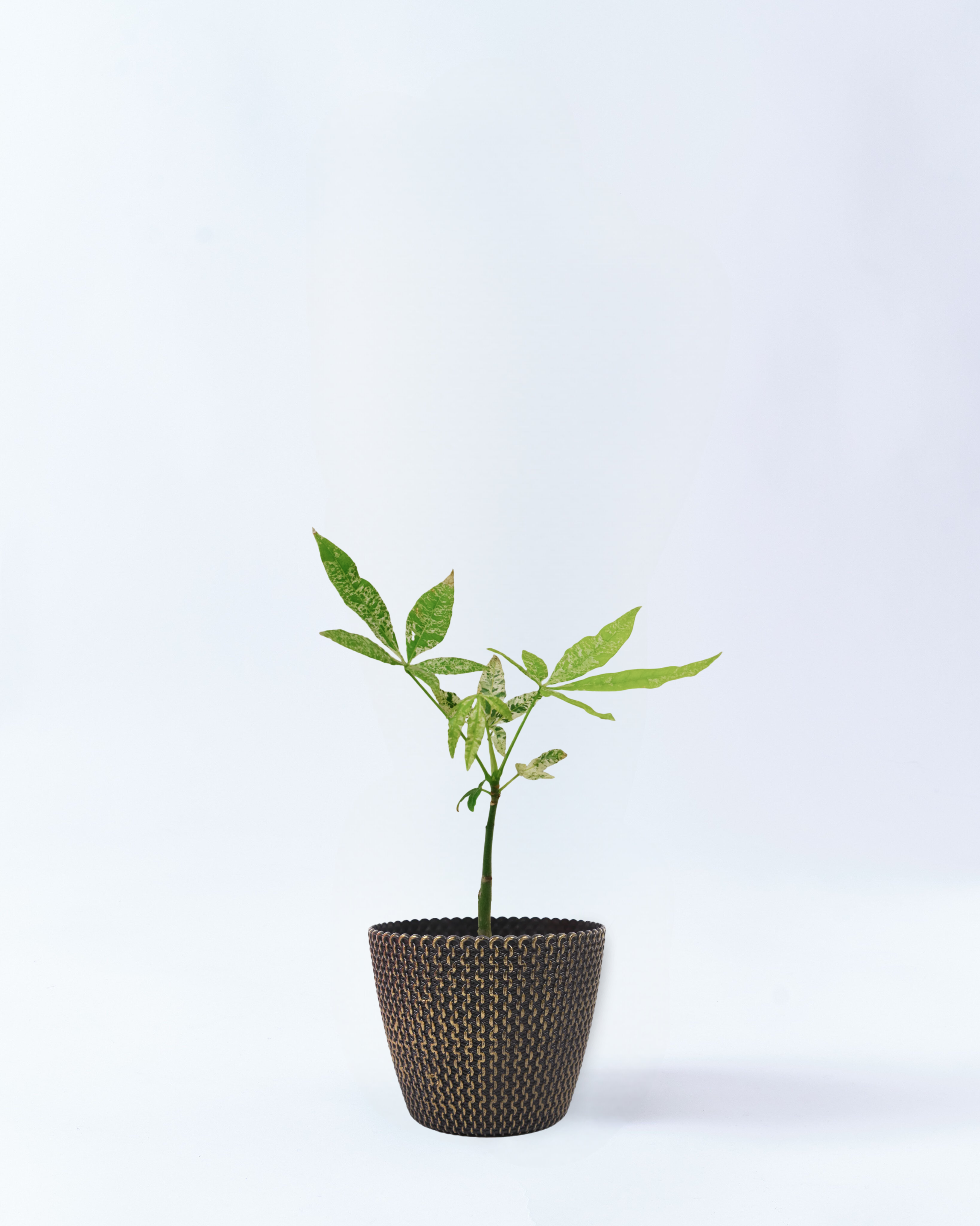 4号鉢のパキラ・ミルキーウェイ_goldwave