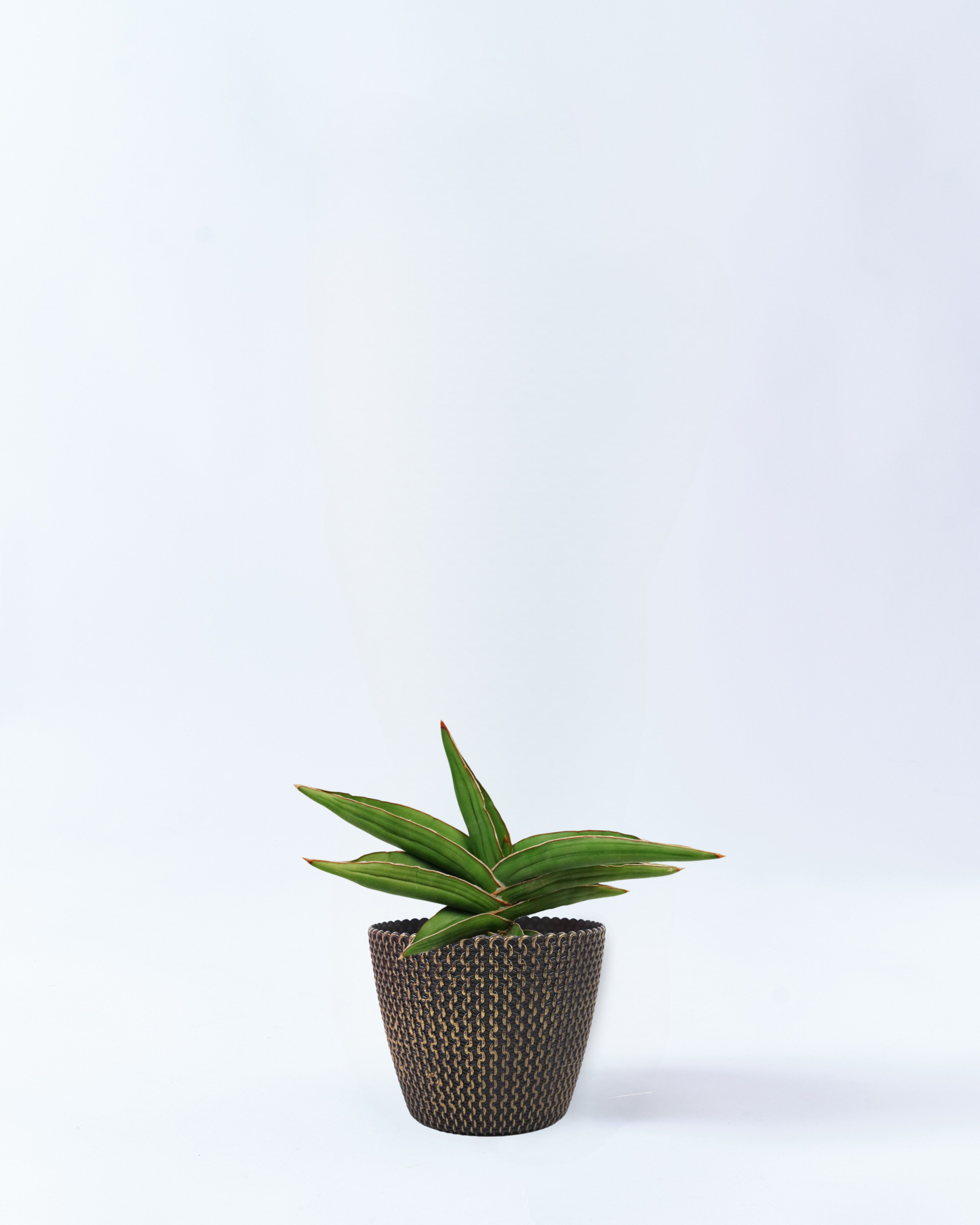 4号鉢のサンスベリア・サムライドワーフ_goldwave