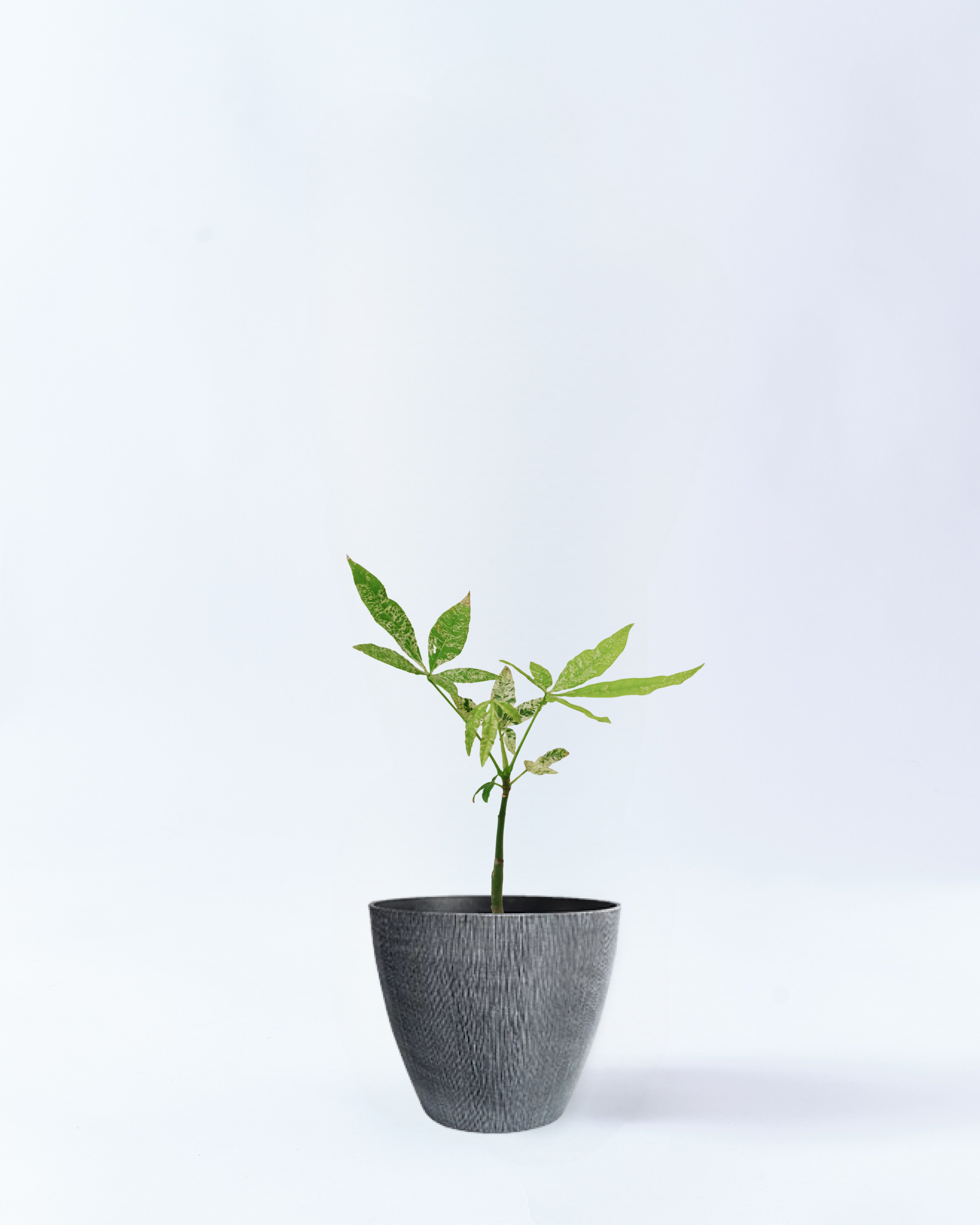 パキラ ミルキーウェイ 斑入り 実生 4号鉢 高さ約40cm グレー