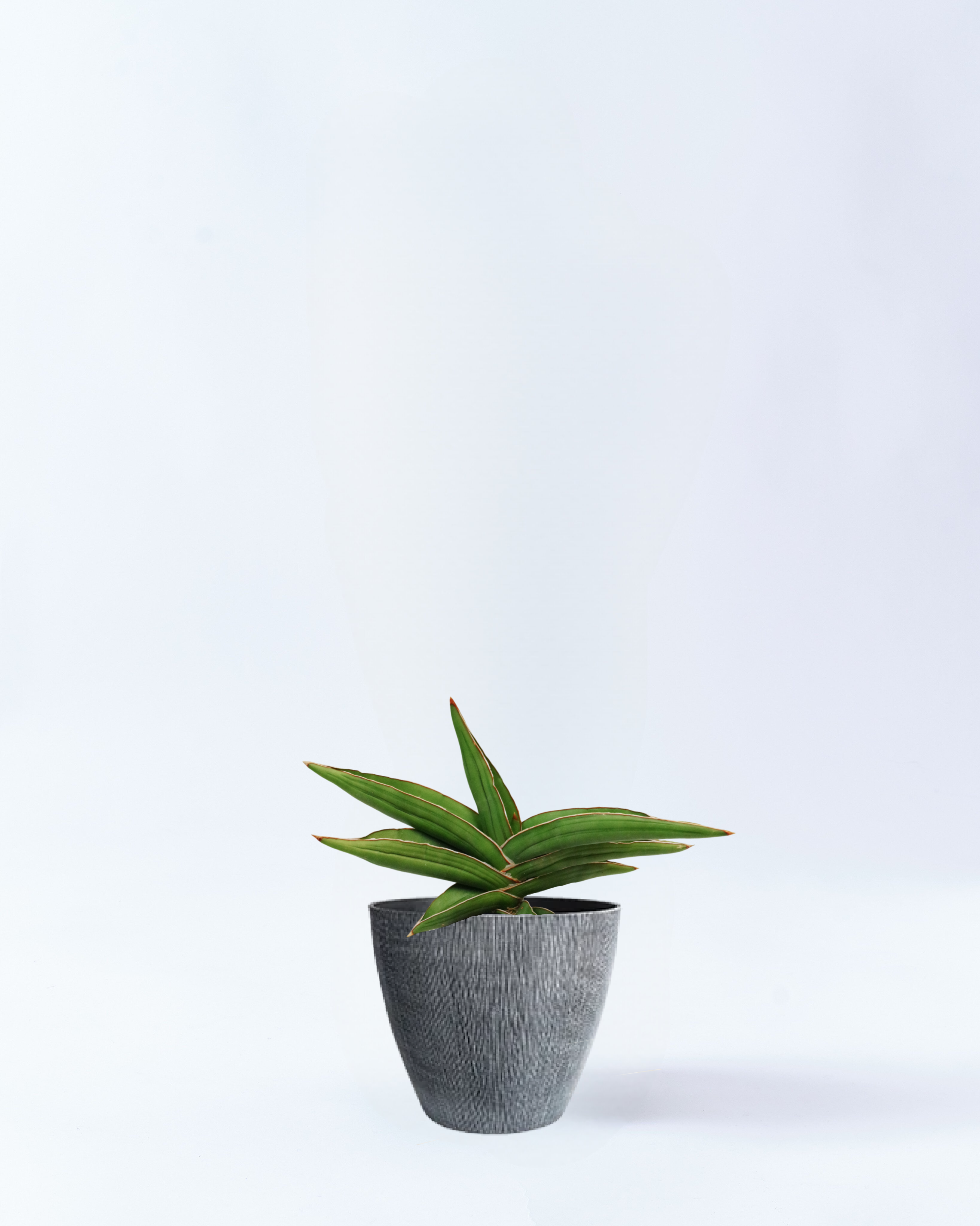 4号鉢のサンスベリア・サムライドワーフ_gray