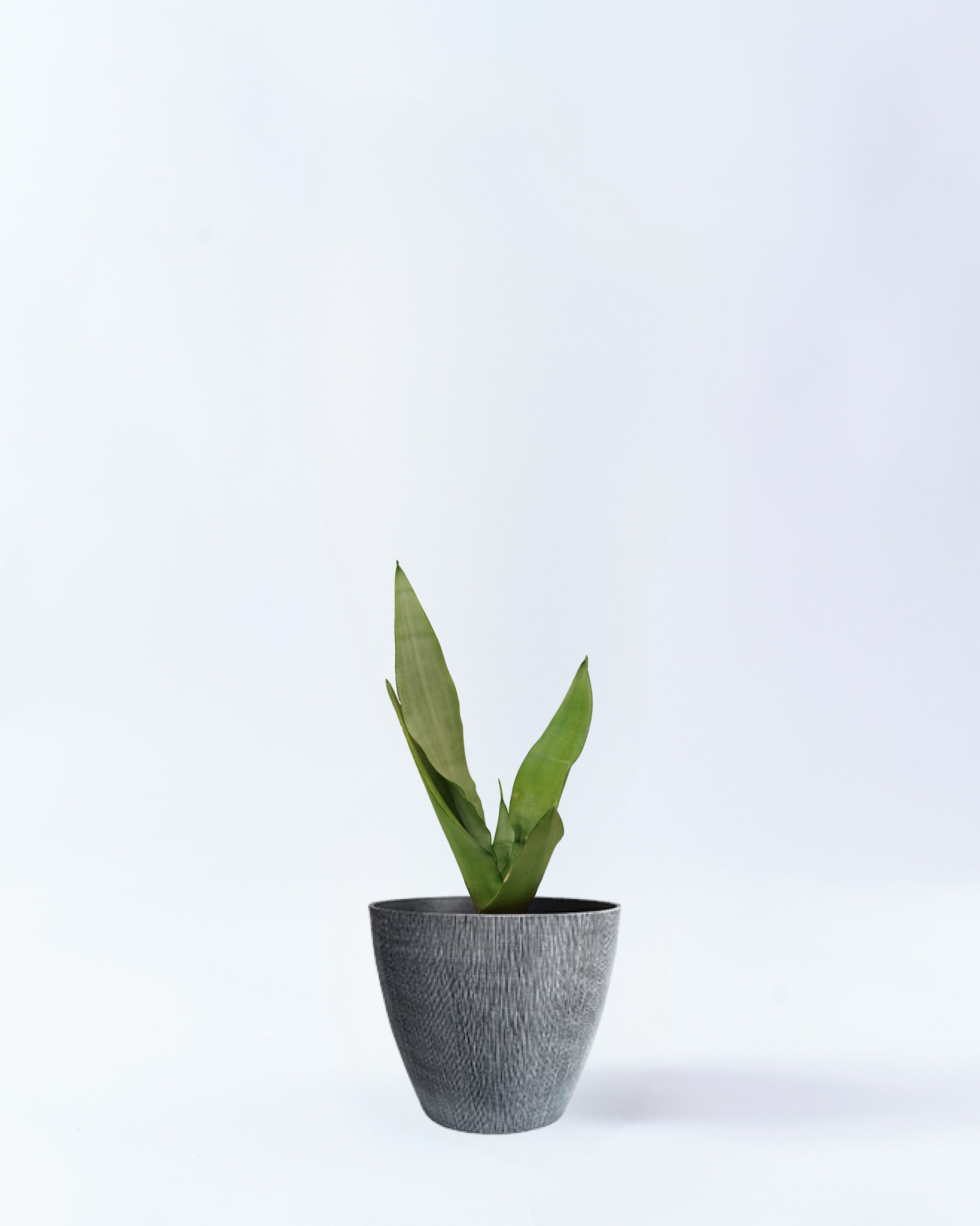 4号鉢のサンスベリア・ムンシャイン_gray