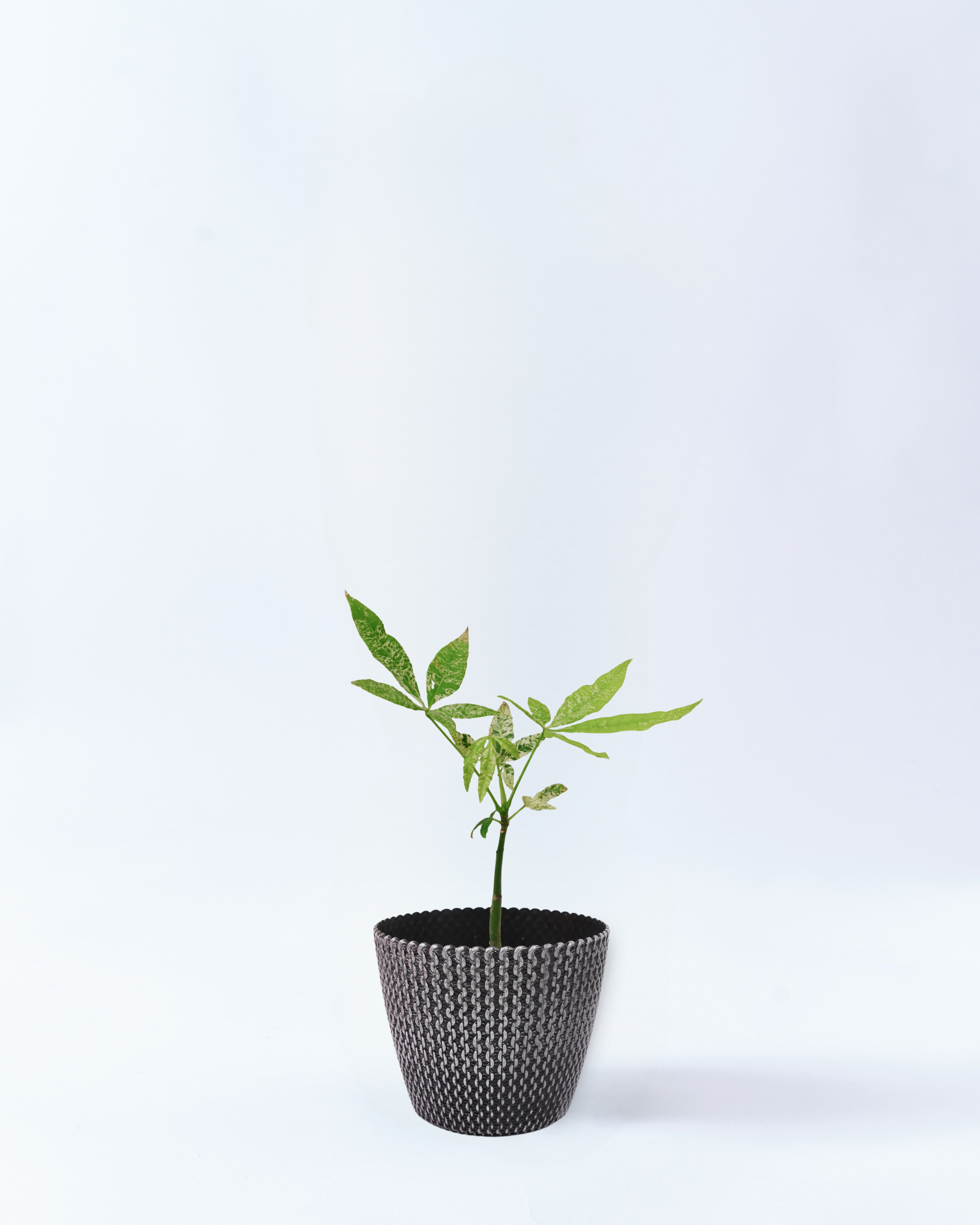 4号鉢のパキラ・ミルキーウェイ_silverwave