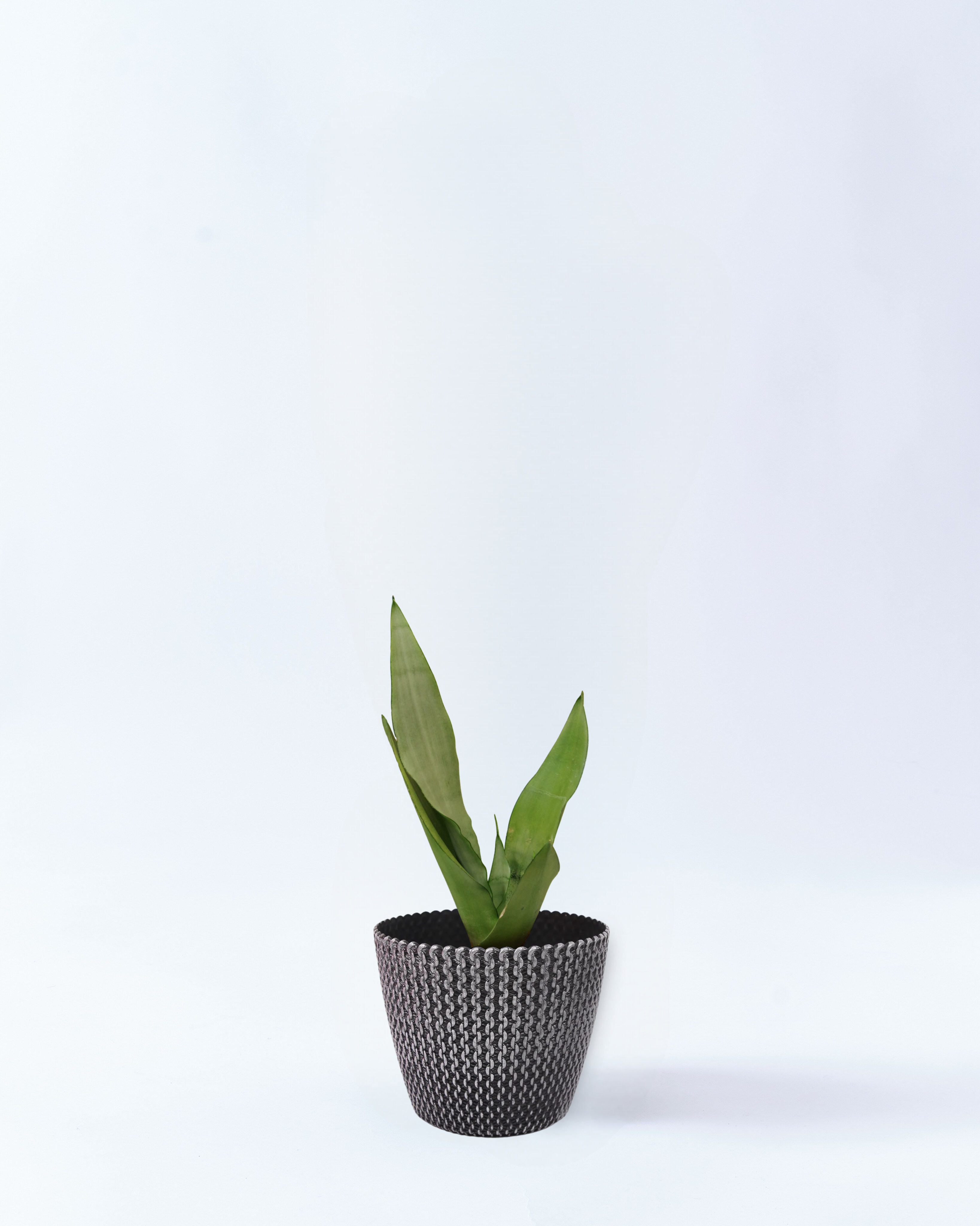 4号鉢のサンスベリア・ムンシャイン_silverwave