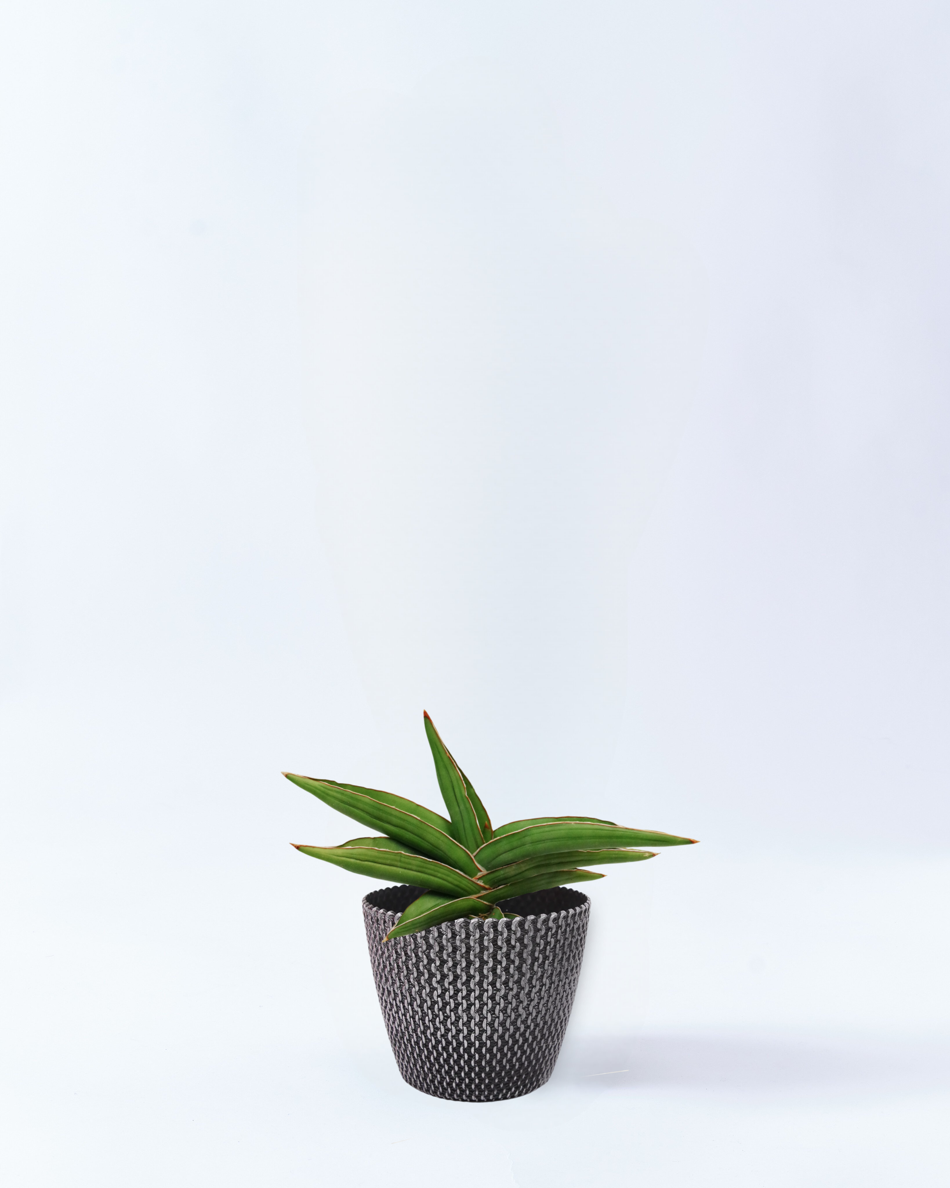 4号鉢のサンスベリア・サムライドワーフ_silverwave