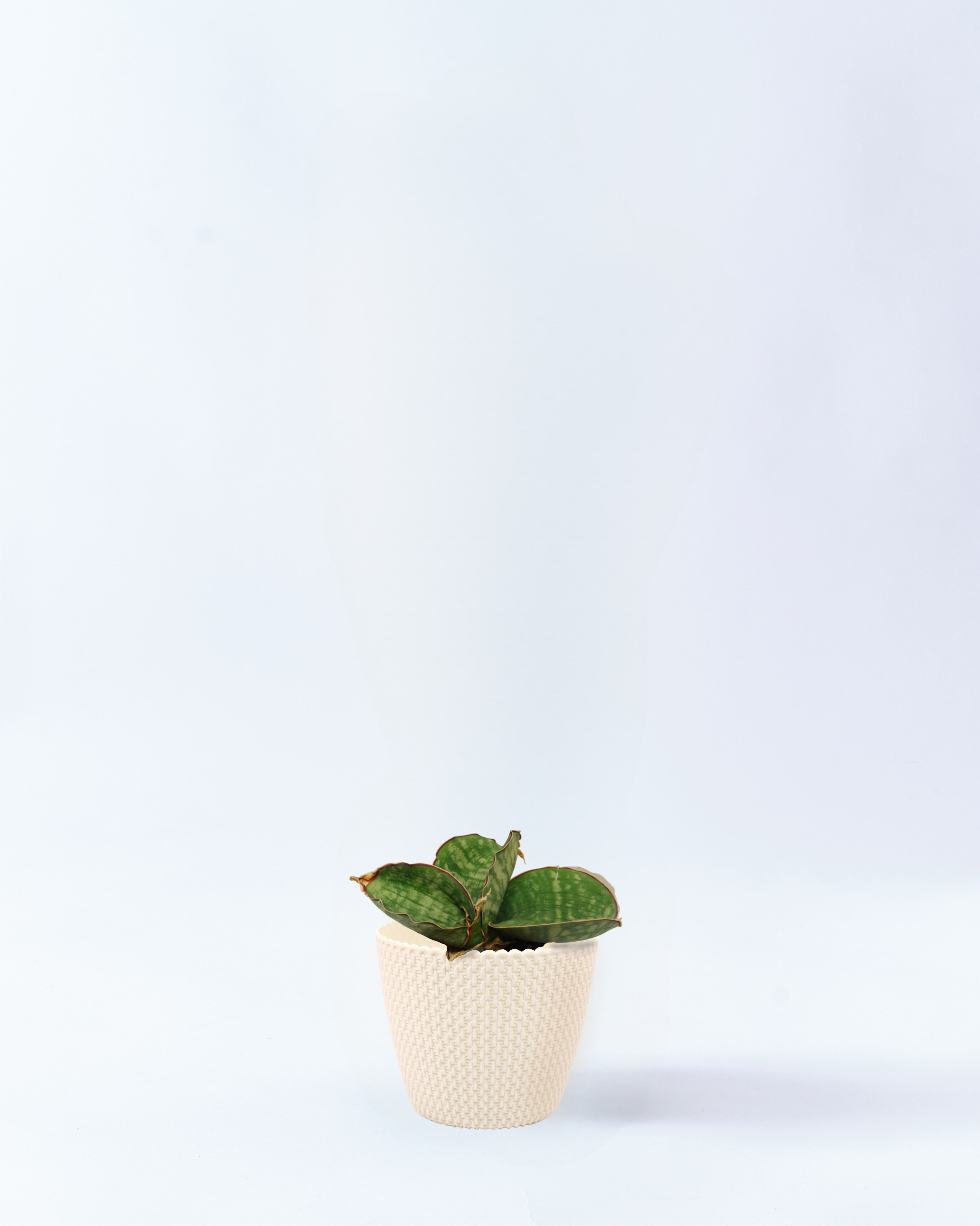 4号鉢のサンスベリア・ドラゴンウィング_whitewave