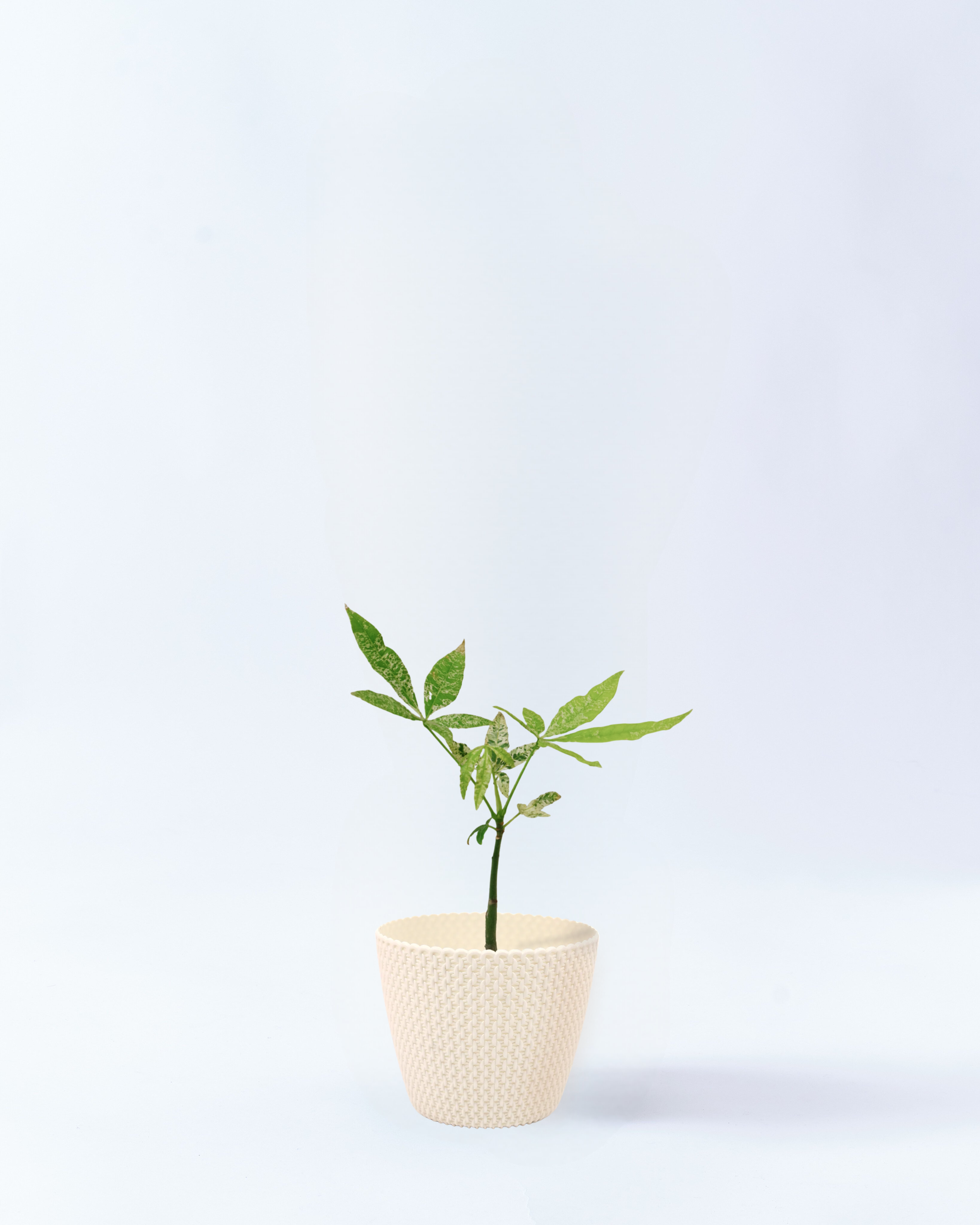 4号鉢のパキラ・ミルキーウェイ_whitewave