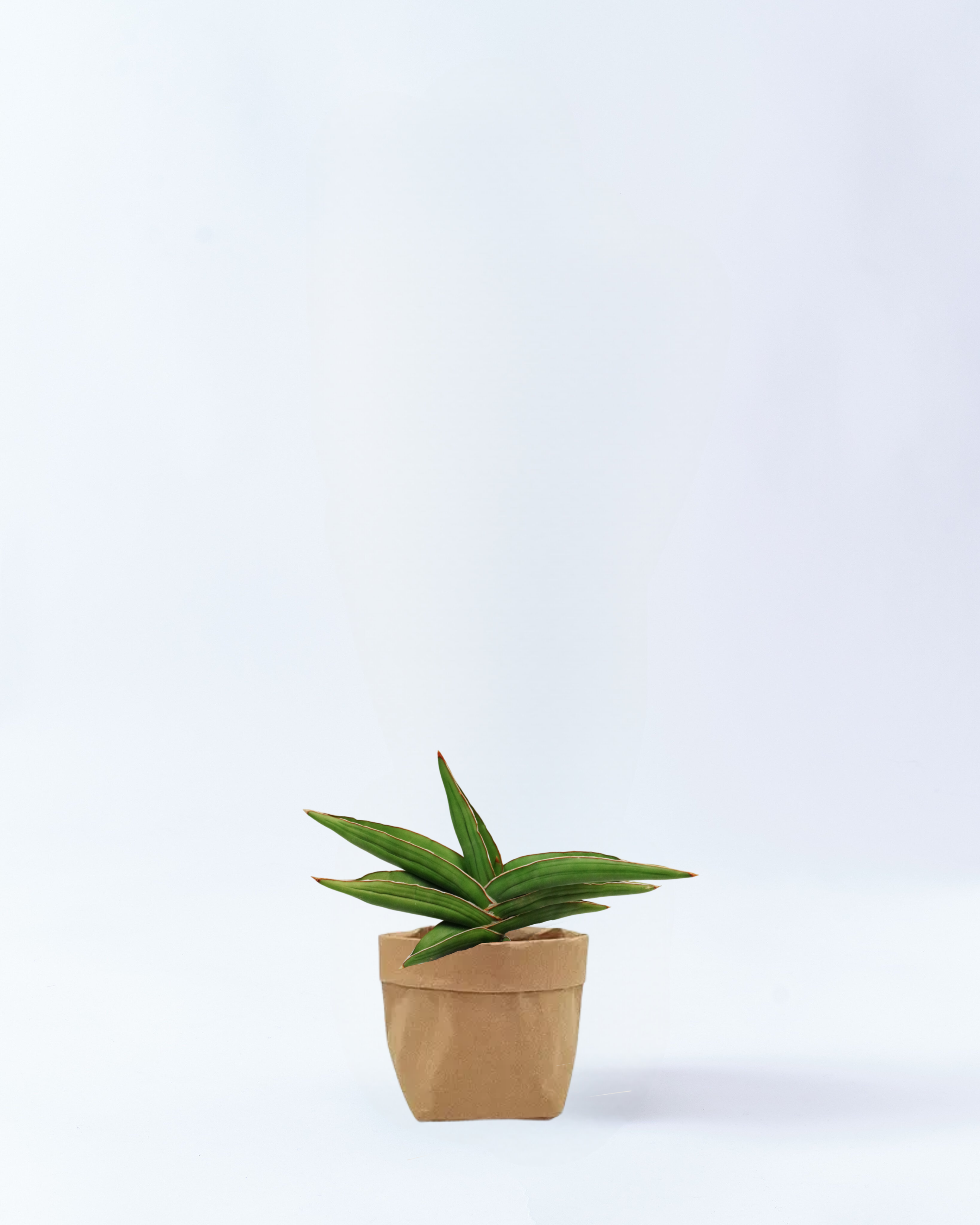 4号鉢-サンスベリアドラゴンウィング-クラフト