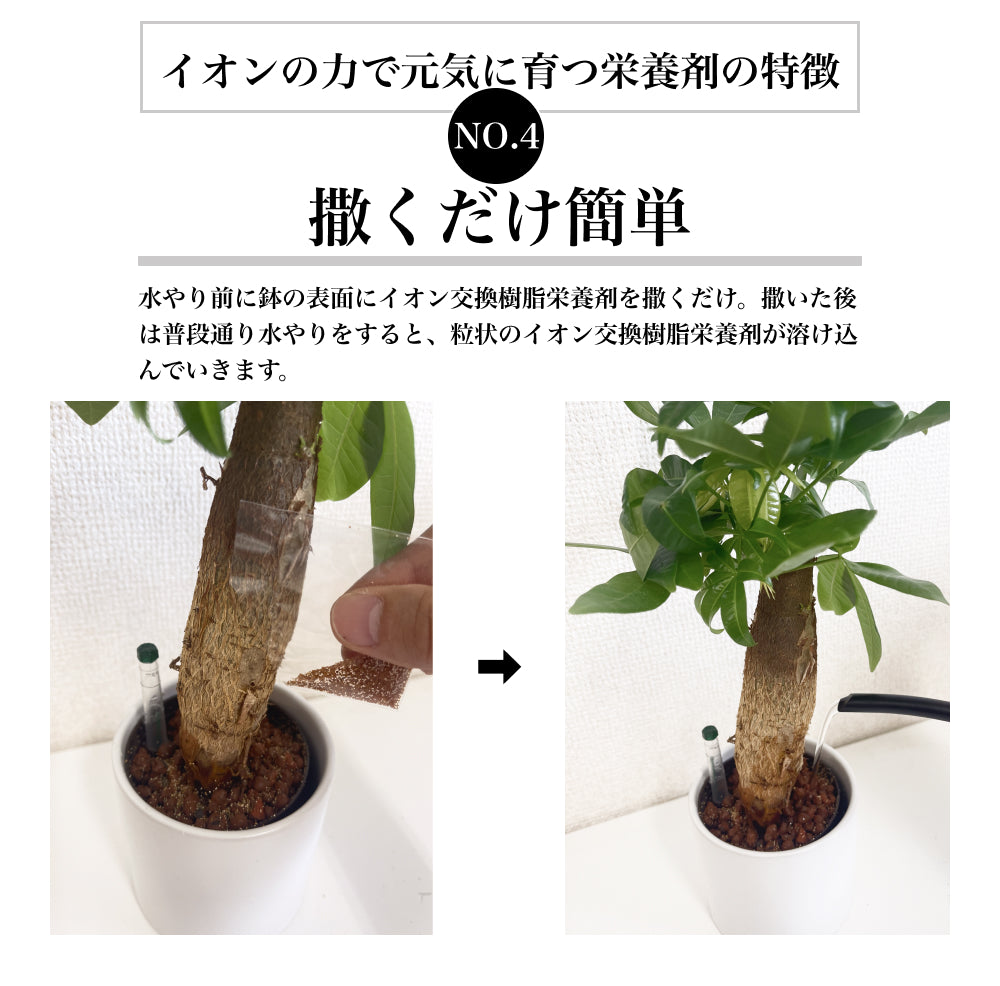 イオンの力で元気に育つ栄養剤 イオン交換樹脂栄養剤 観葉植物用 ハイドロカルチャー用 根腐れ防止剤 粒状肥料 顆粒