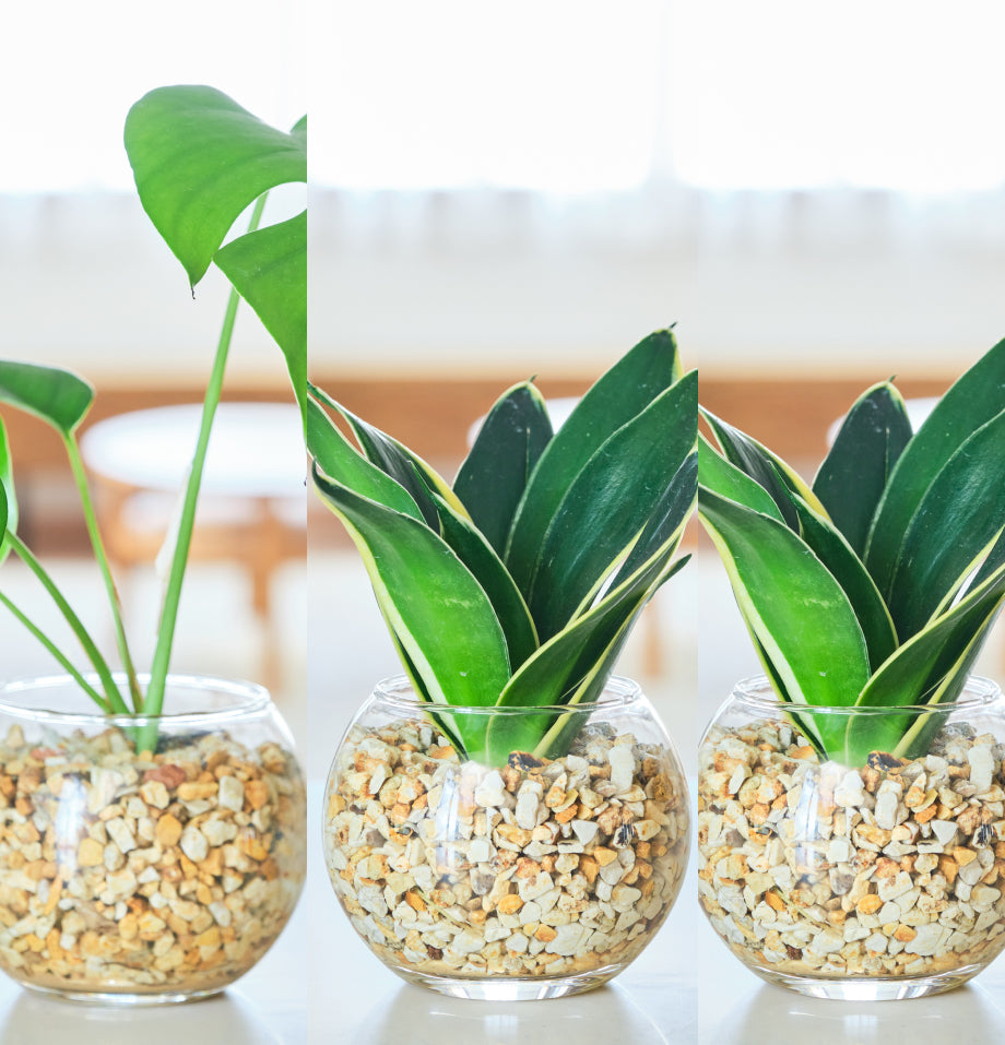 ガラスボールの育てるインテリア・選べる3点セット