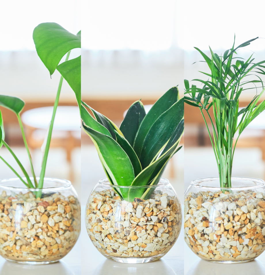 ガラスボールの育てるインテリア・選べる3点セット