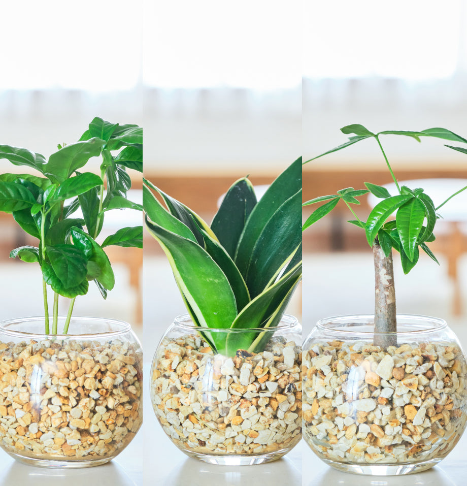 ガラスボールの育てるインテリア・選べる3点セット