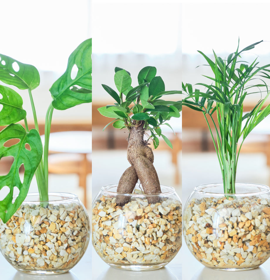 ガラスボールの育てるインテリア・選べる3点セット