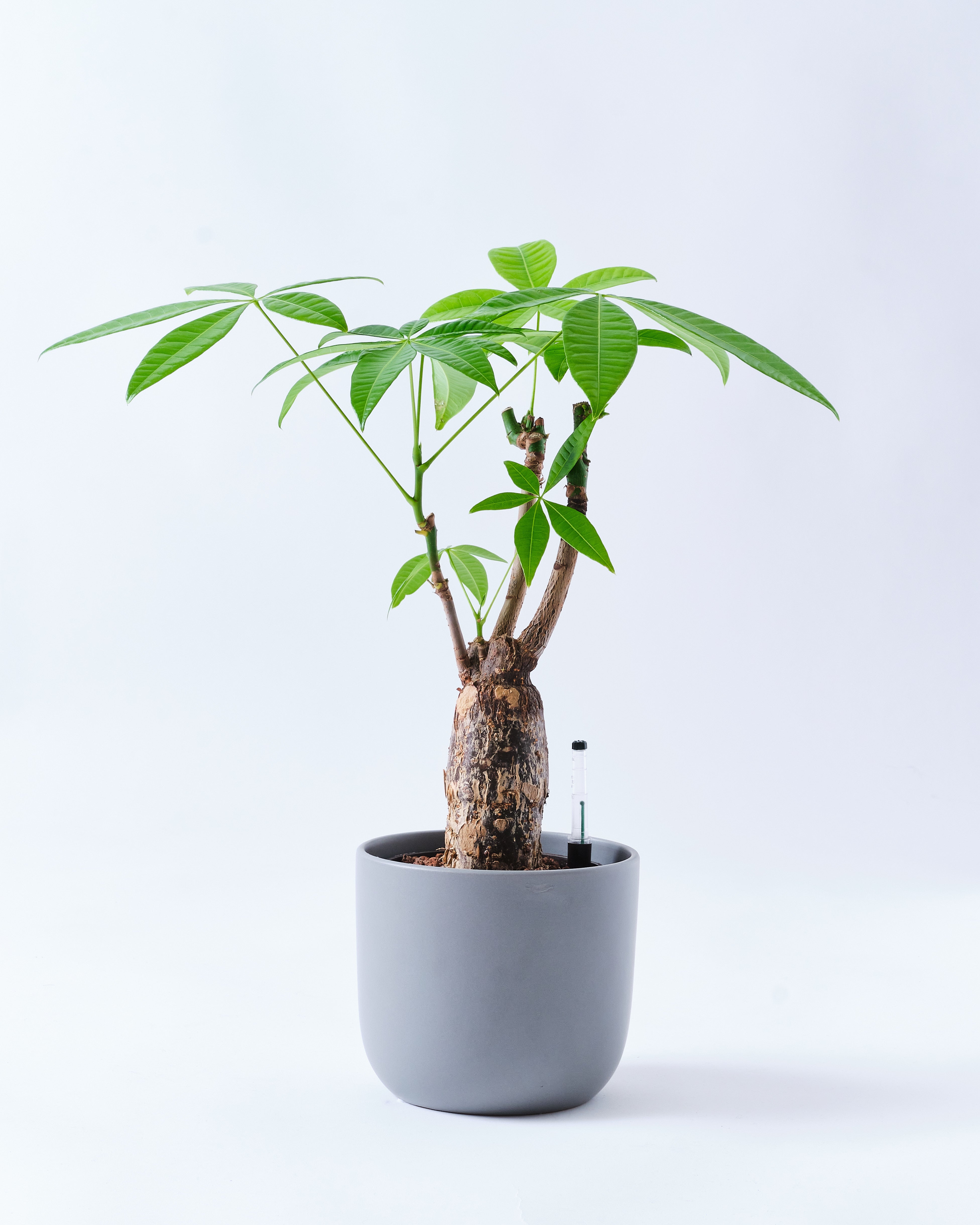 パキラのグレー5号陶器鉢