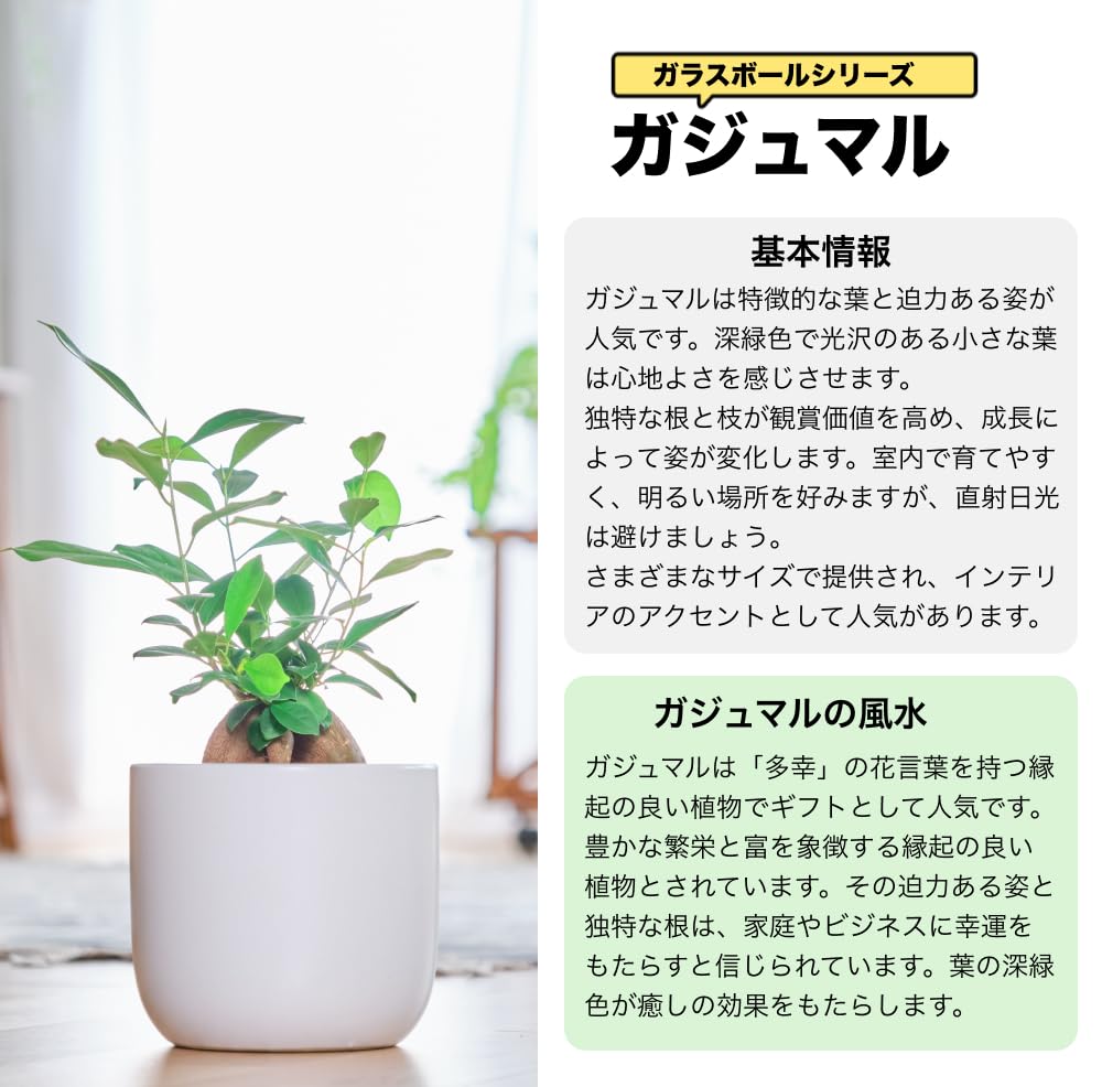 ガジュマル 5号陶器鉢 ハイドロカルチャー 高さ約45cm ブラック