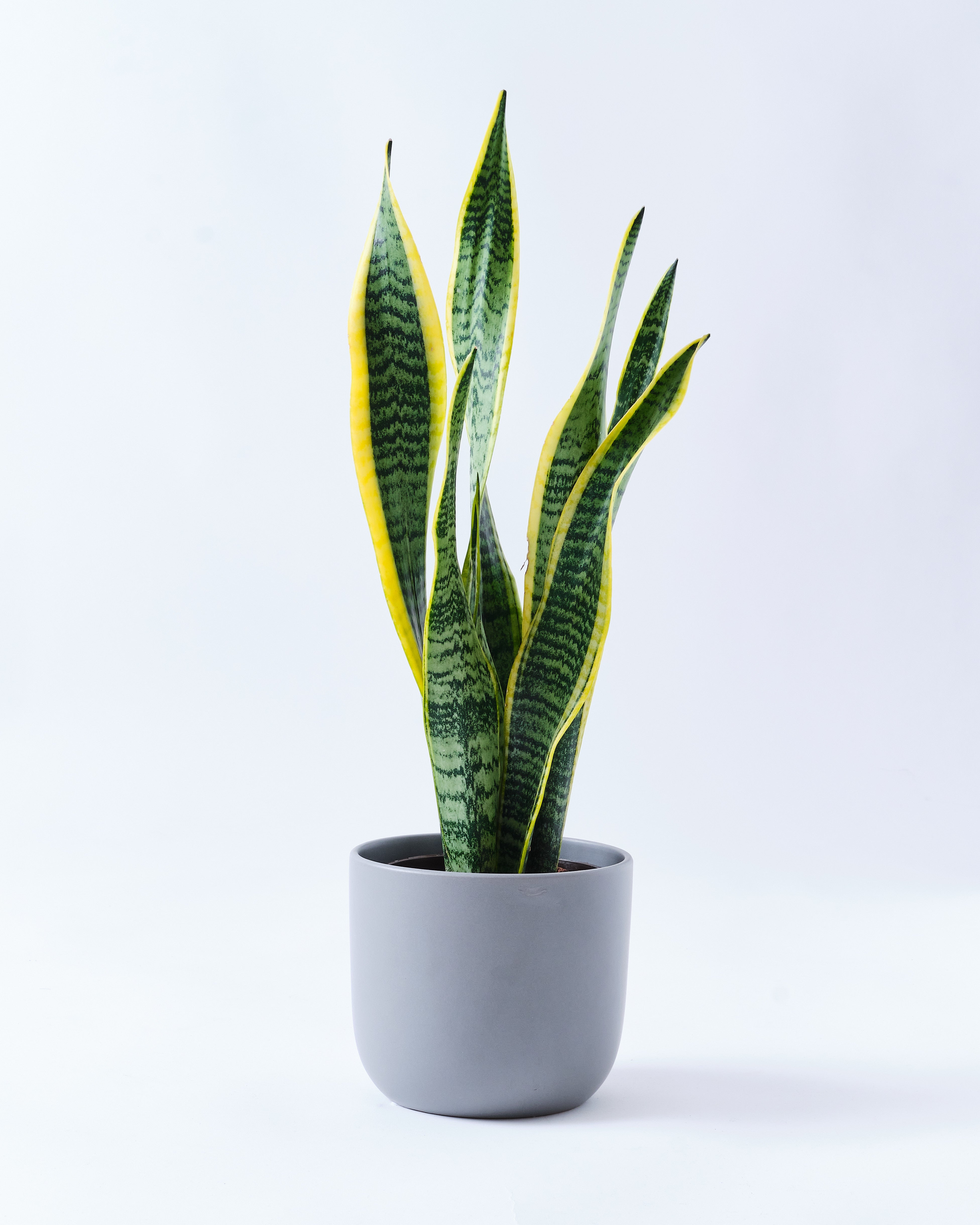 サンスベリアのグレー5号陶器鉢