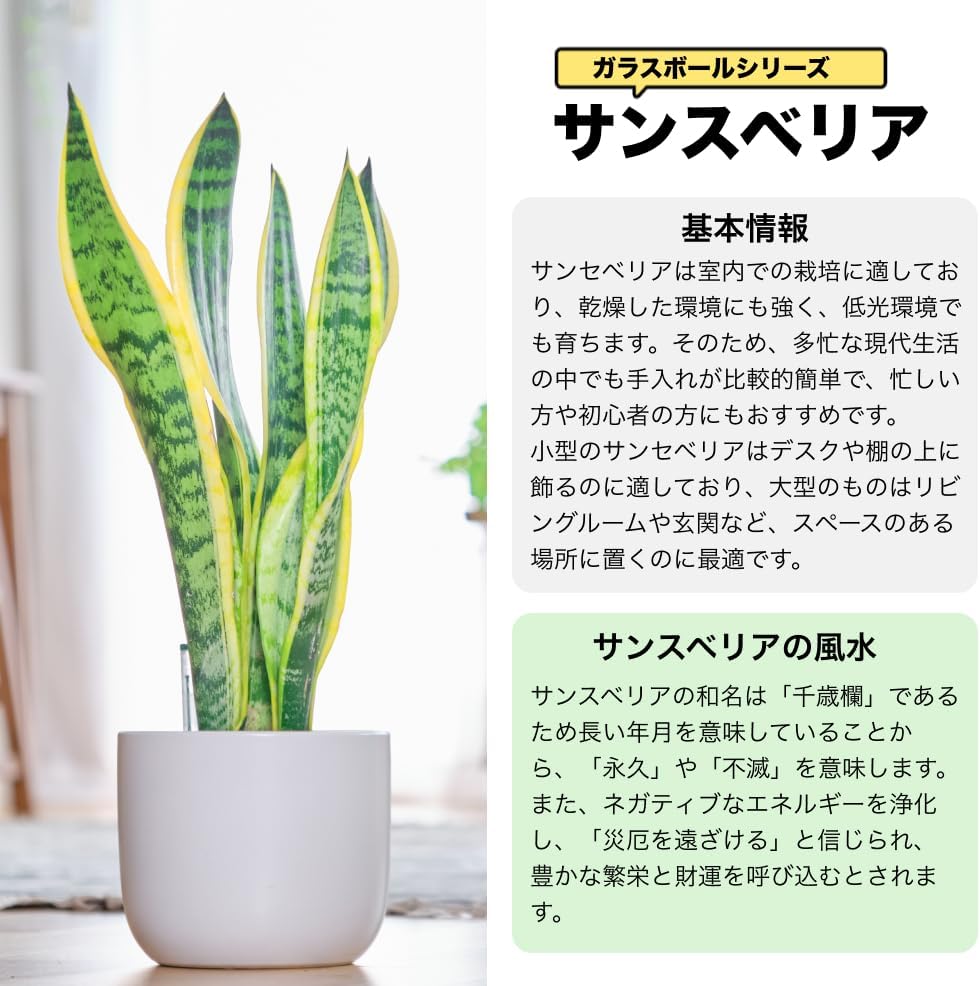 サンスベリア ローレンティ トラノオ 5号陶器鉢 ハイドロカルチャー 高さ55cm グレー