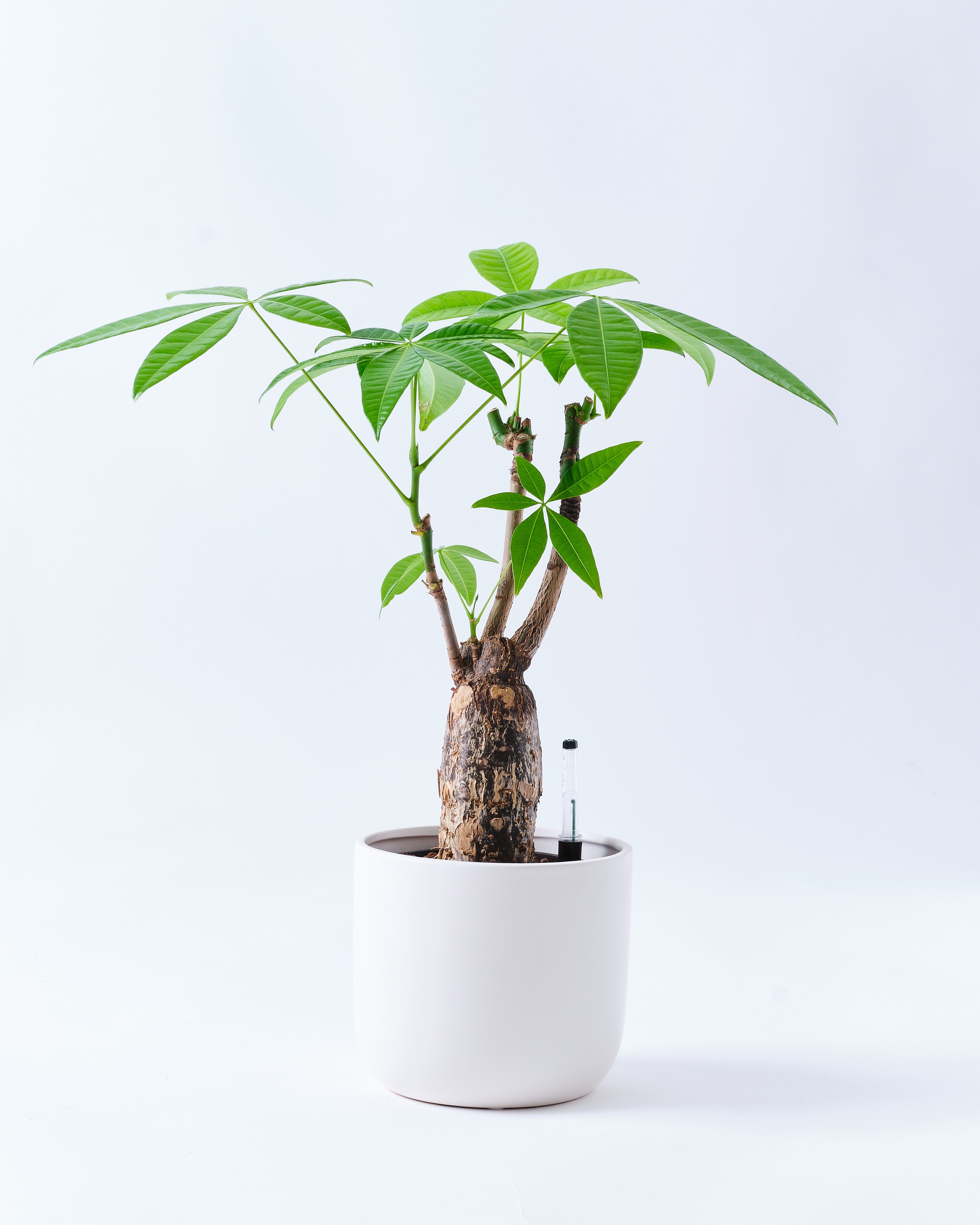 パキラのホワイト5号陶器鉢