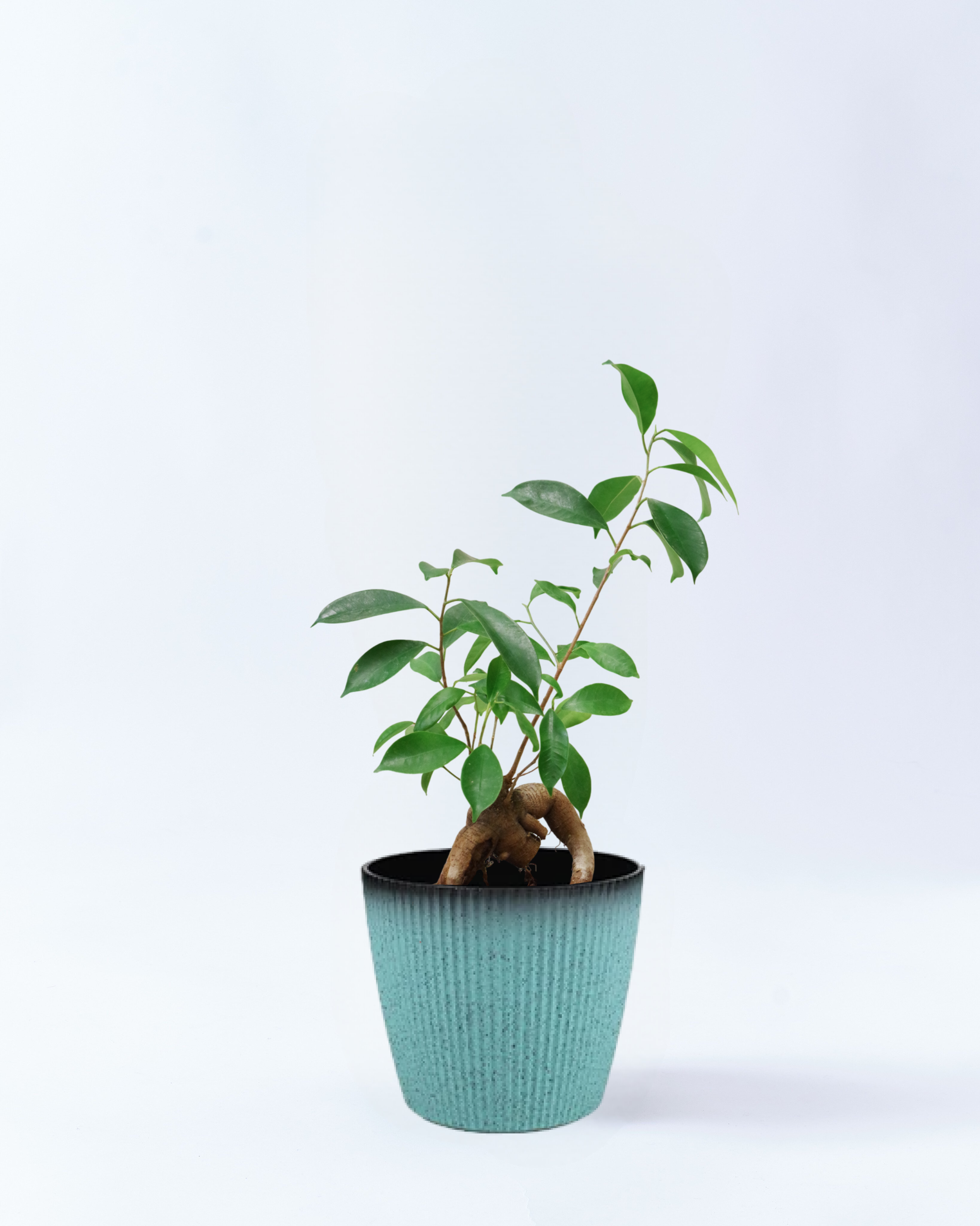 6号鉢のガジュマル-スカイブルー