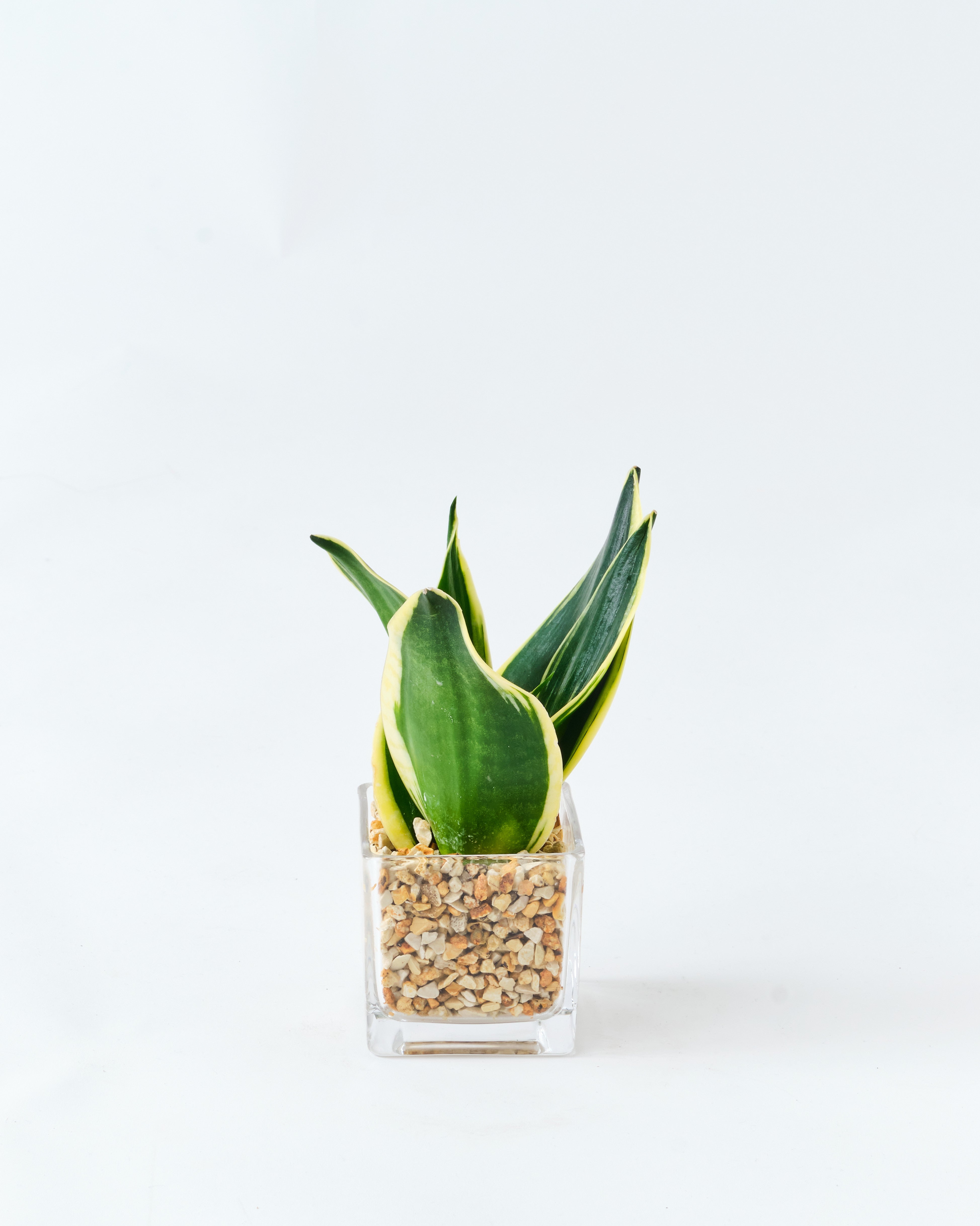 スクエアガラス容器のサンスベリア