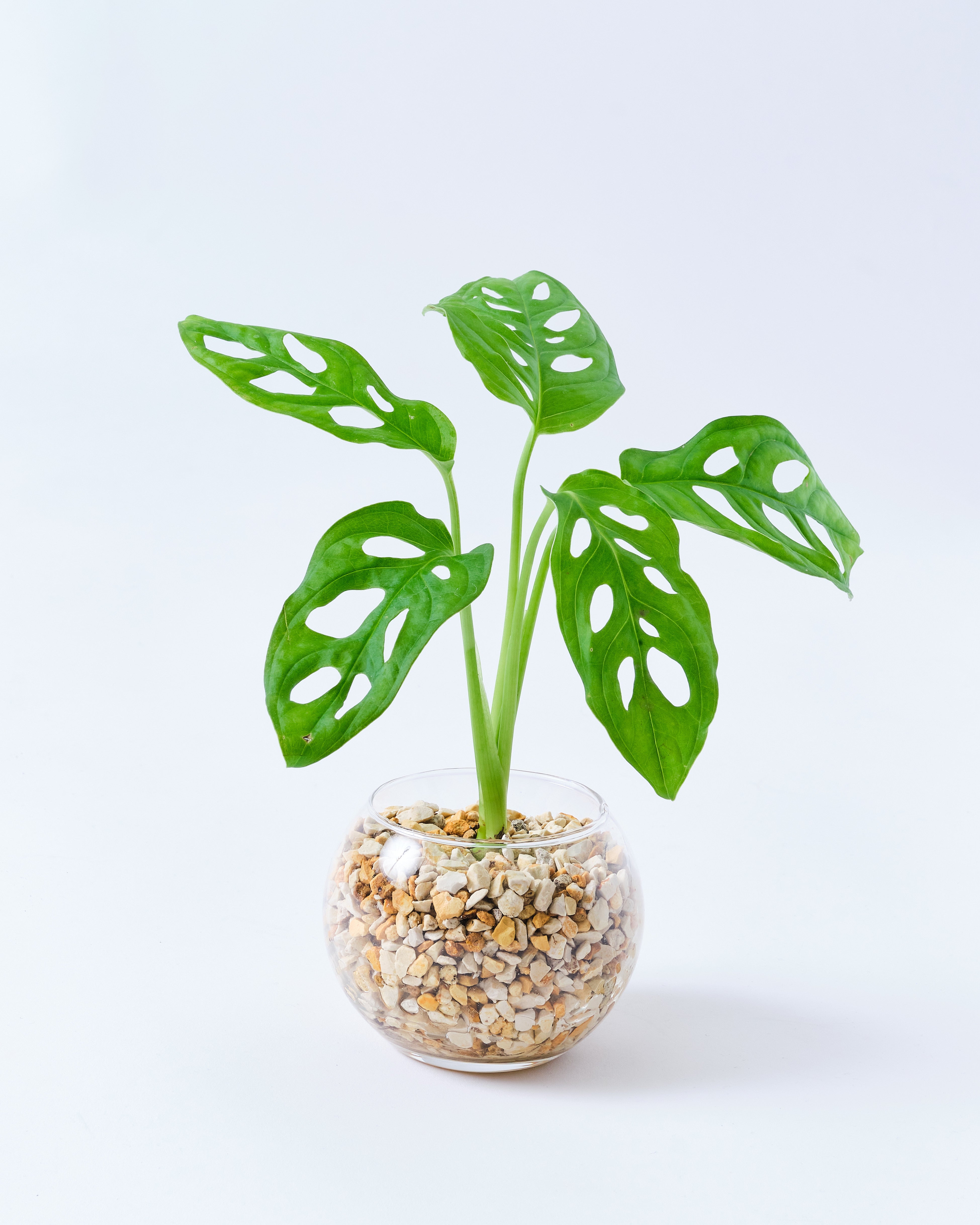 マドカズラ モンステラ ハイドロカルチャー 高さ約20cm