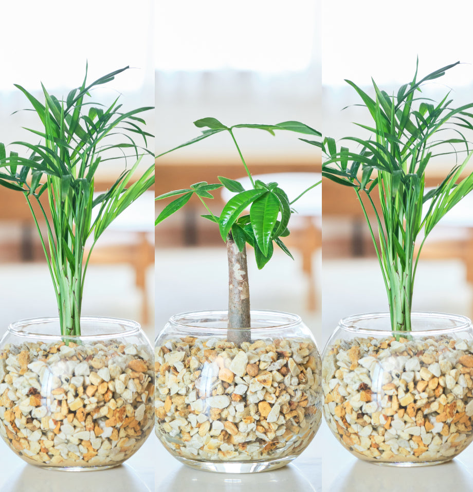 ガラスボールの育てるインテリア・選べる3点セット