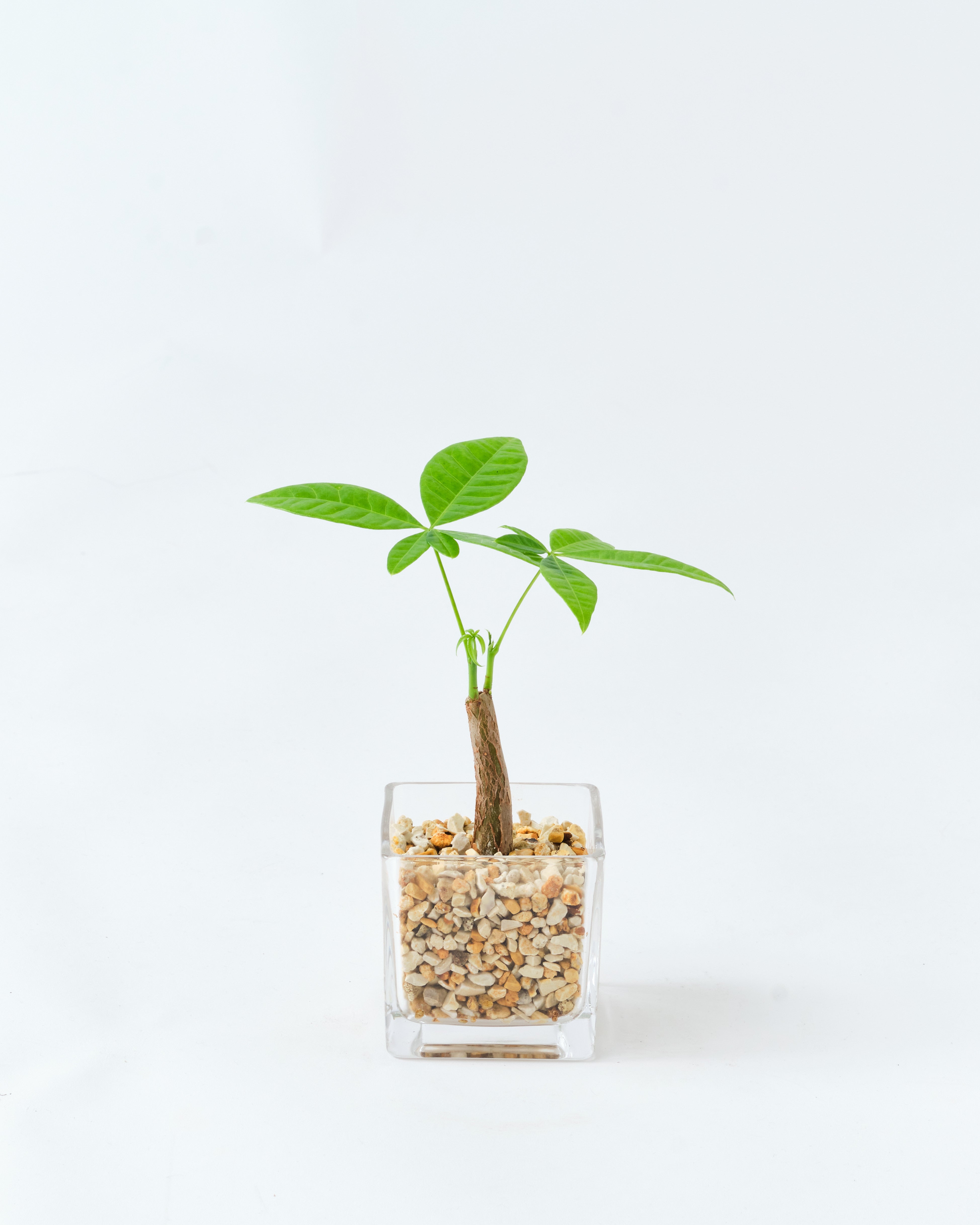 スクエアガラス容器のパキラ