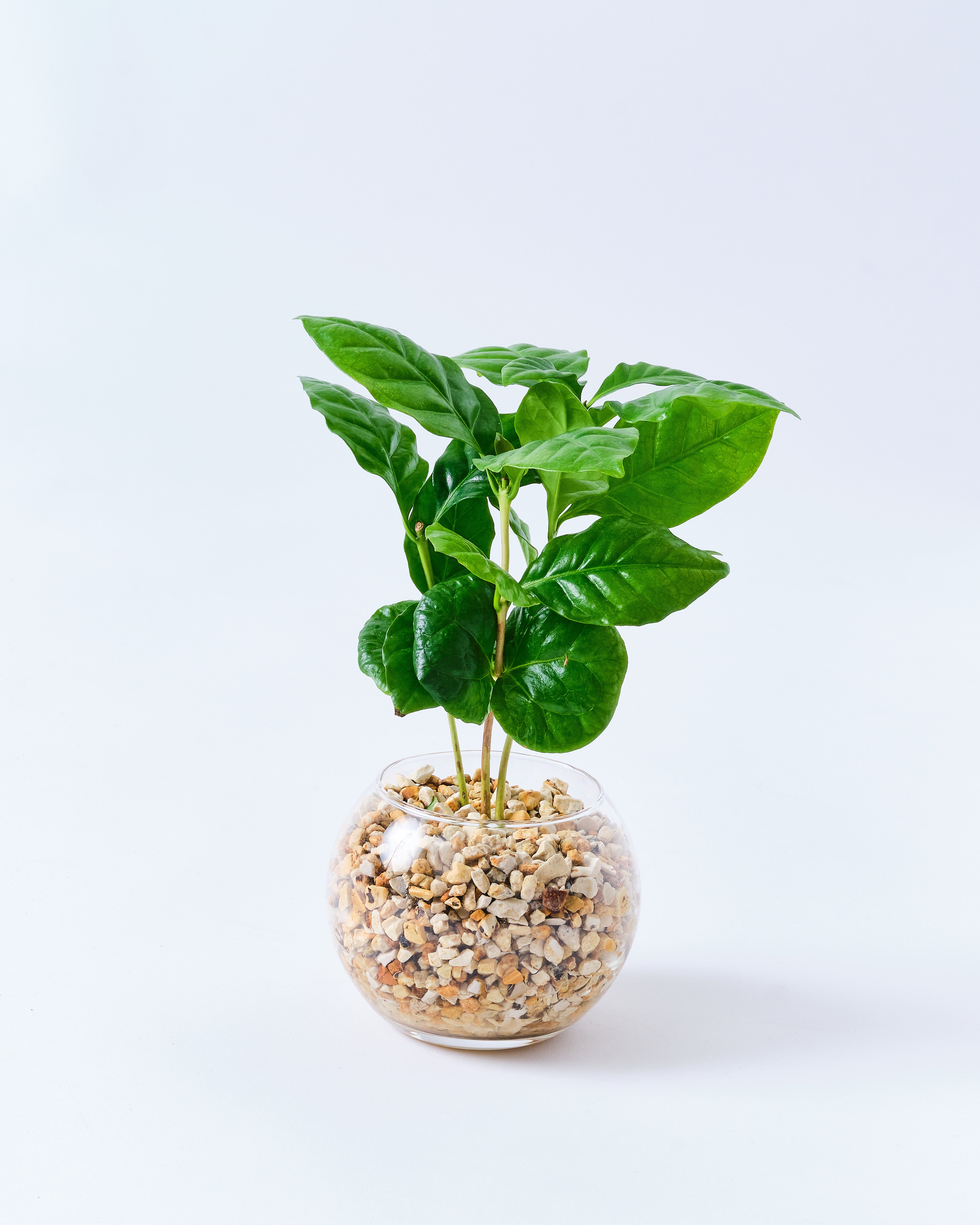 ガラスボールのコーヒーの木