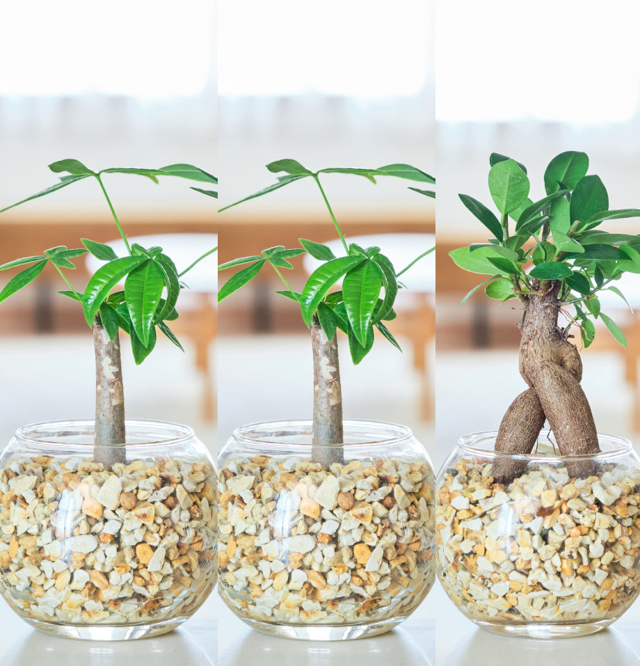 ガラスボールの育てるインテリア・選べる3点セット